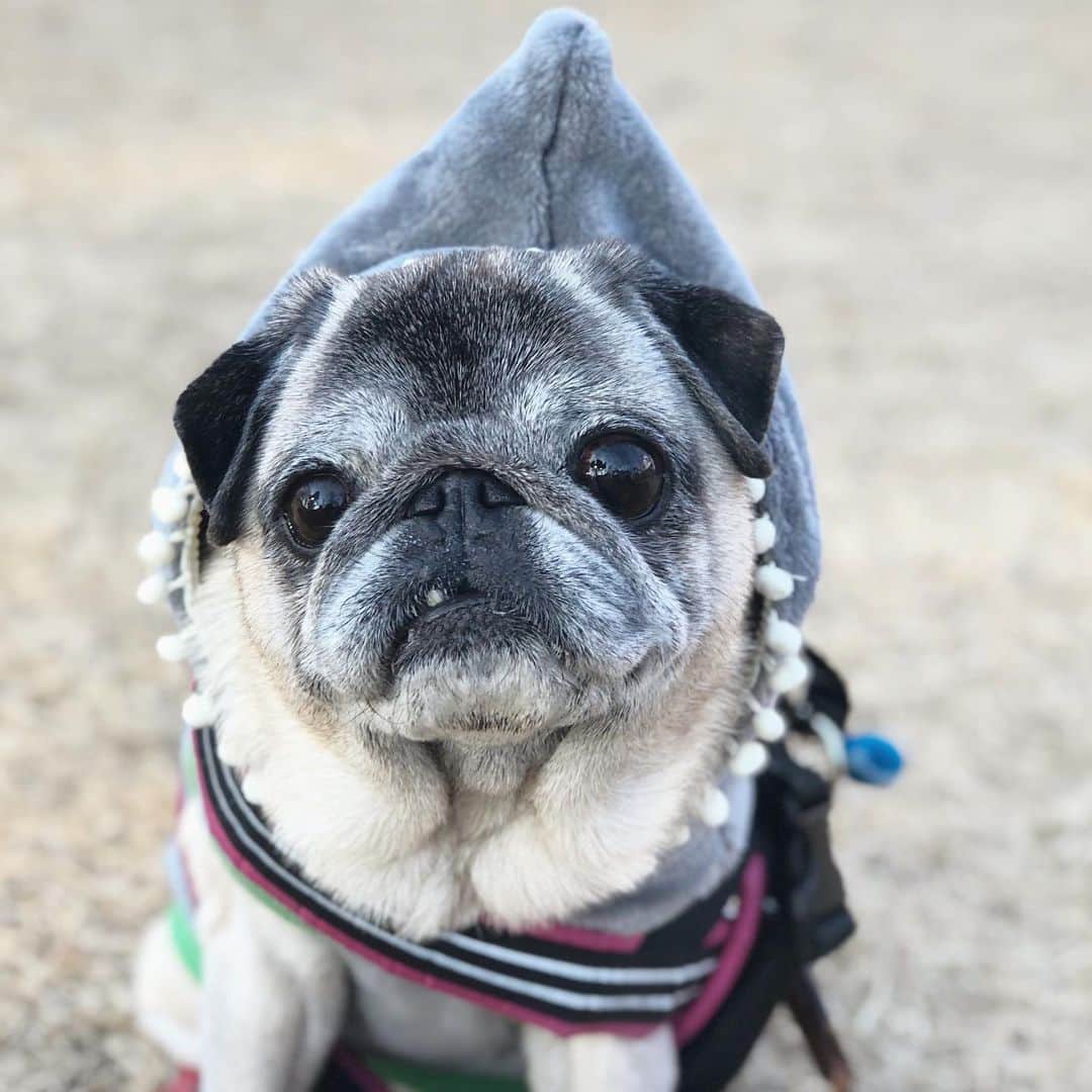 八兵衛のインスタグラム：「Hachibei🐶👅 * * いつぞやの べえさん@ 鶴間公園 * * 舌長い選手権に エントリーするyo👅(嘘w) * * #鼻ガサガサしない #潤ってる #美容男子👴🏻 #ほぼ黒パグ #おじいちゃん犬 #pug #puggy #puglife #puglove #petstagram #pugstagram #pugsofinstagram #pugs #dog #ふわもこ部  @igersjp #IGersJP #east_dog_japan #pecoイヌ部 #八兵衛 #はちべえ #朝ワンコ夕ニャンコ」