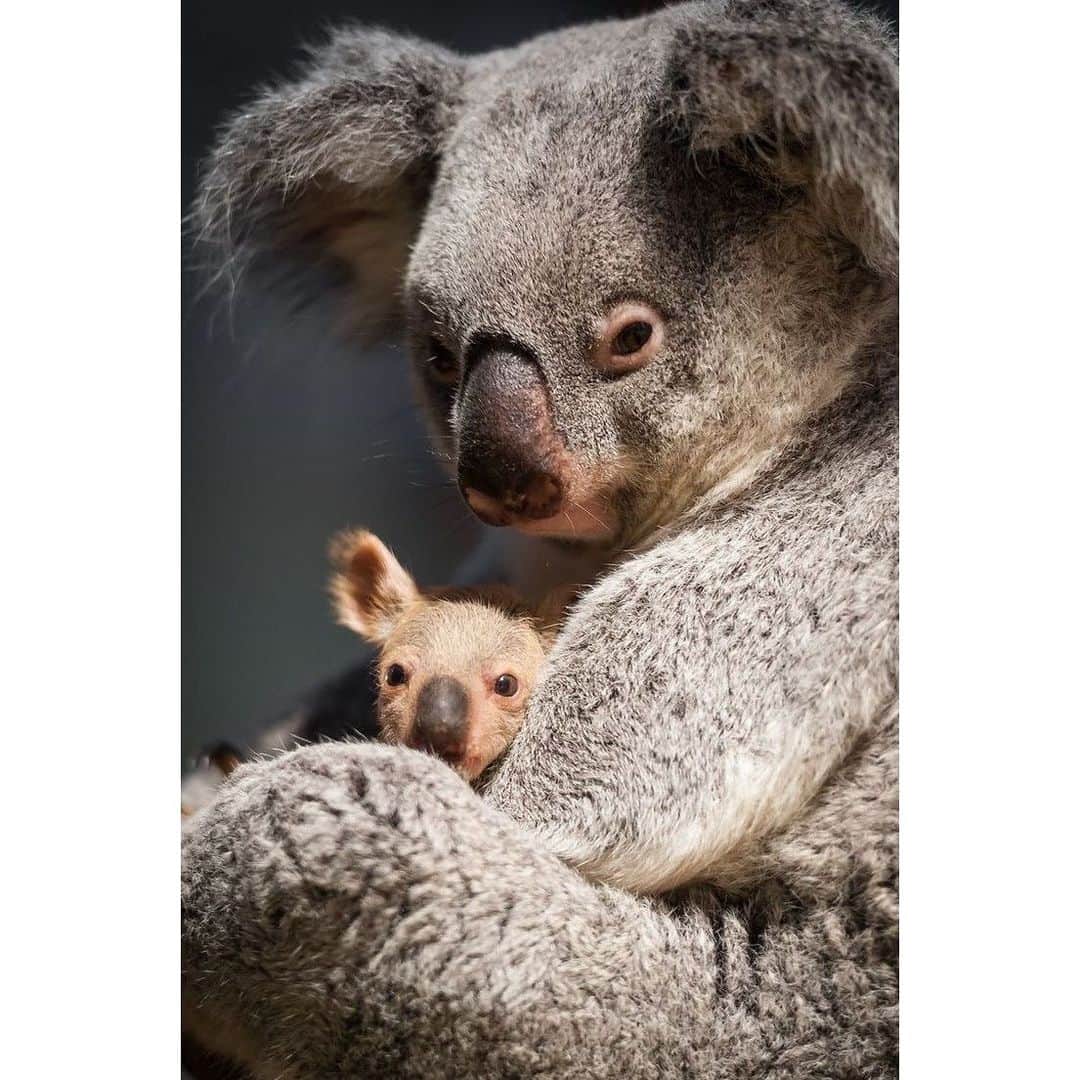 舞川あいくさんのインスタグラム写真 - (舞川あいくInstagram)「Australia //🇦🇺🌍🤝 皆さん明けましておめでとうございます。 長くなるけど最後まで読んでください。🙏 オーストラリアでは去年9月から続いている大規模な山火事によって、住民や野生動物たちが今もなお大きな被害を受けています。 コアラをはじめとする動物の死亡は4億8000万匹以上、三分の一のコアラが焼死したそうです。😞 年末年始日本ではいろんなニュースが話題になって、この問題が埋もれてしまったりトピックとしてとりあげられることが少なかったことに残念な気持ちになっていました。なのでこの場を借りて、他の国で起きている環境問題も自分たちの未来にも関係する問題だと思うので伝えたいと思います。 日本にいながら支援への寄付ができる(オーストラリア赤十字、WWFオーストラリアなど)そうなので、私もこれから調べたいと思います。 大好きなオーストラリアの人々や愛くるしい動物たちが少しでもはやく安心できる暮らしが戻ってきますように。 これ以上犠牲が出ないことを切に願っています🌍🙏 . オーストラリアで被災したすべての方々に祈りを捧げます。  新年のご挨拶が遅くなってしまってごめんなさい。 そして最後まで読んでくれてありがとうございました。 皆さんの一年が健康で楽しく幸せでありますように。 愛と感謝と祈りを込めて。With love.  #Australia #オーストラリア #PrayForAustralia #BushFires @redcrossau @wireswildliferescue @nswrfs @cfavic」1月27日 1時54分 - aiku_0817__