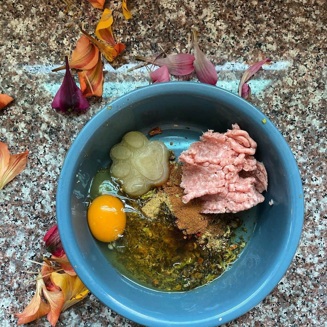 Dogs by Ginaのインスタグラム：「Brekfast of champions- I mean Oly. 🐾🌈😂💗」