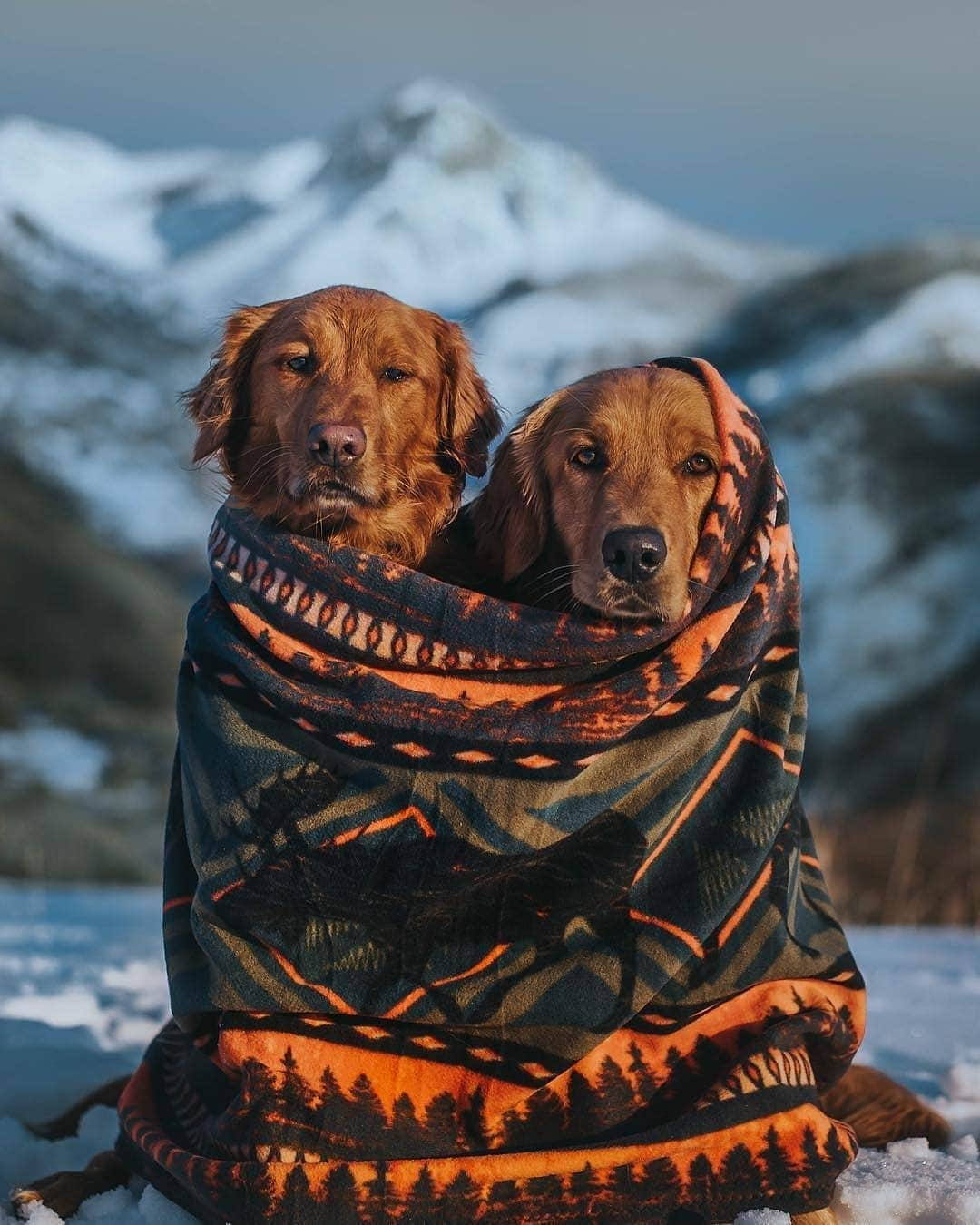 Cute baby animal videos picsさんのインスタグラム写真 - (Cute baby animal videos picsInstagram)「Cuteness overload! 🐶🐾❤️ By: @the_bru_bros - - - - #travel #traveling #utah #utahphotographer #photography #doggy #puppy #dogsofinstagram #dog #doglover #cutenessoverload #hayvansever #kopek #chien #chiot #cutebaby」1月27日 3時18分 - cutie.animals.page