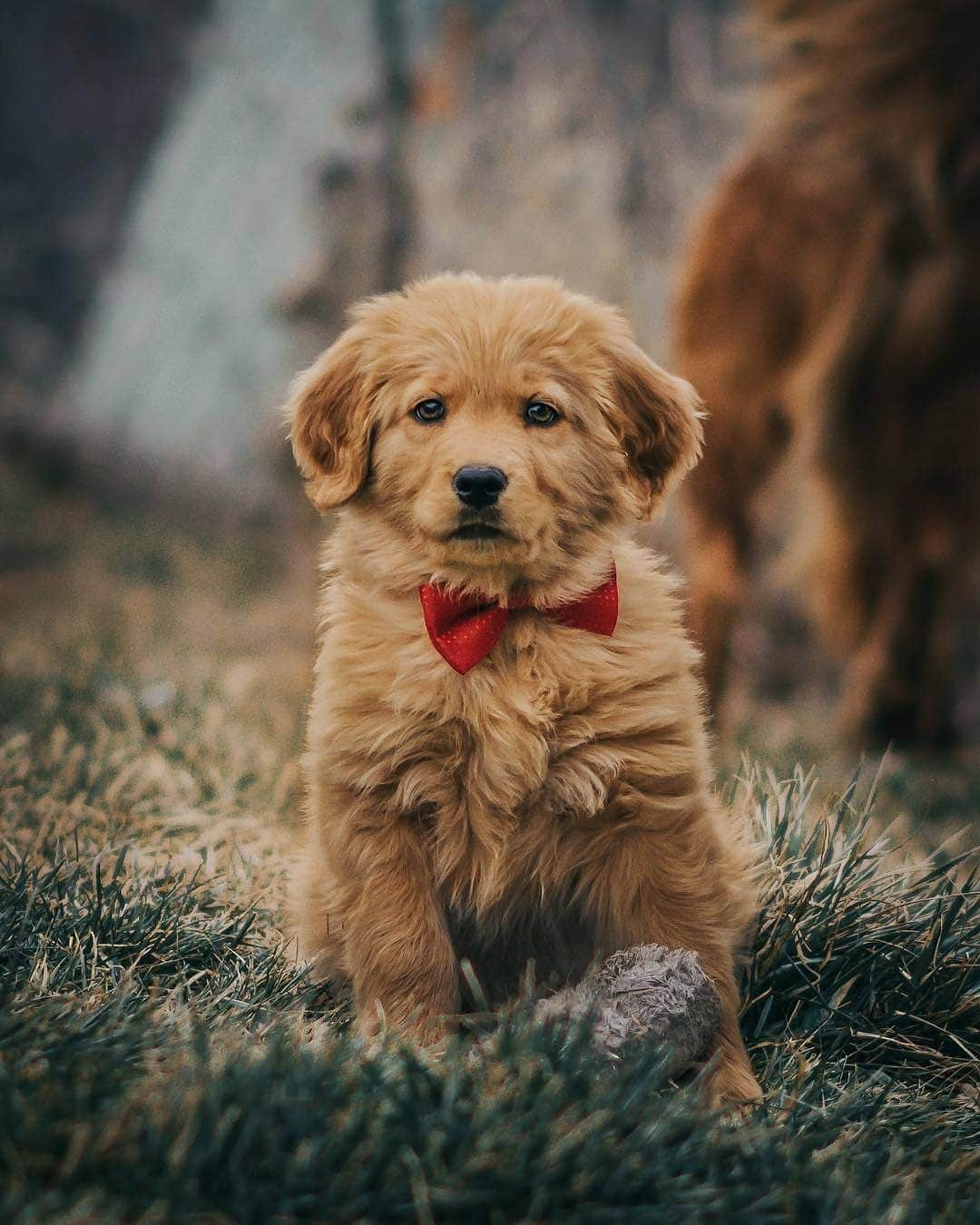 Cute baby animal videos picsさんのインスタグラム写真 - (Cute baby animal videos picsInstagram)「Cuteness overload! 🐶🐾❤️ By: @the_bru_bros - - - - #travel #traveling #utah #utahphotographer #photography #doggy #puppy #dogsofinstagram #dog #doglover #cutenessoverload #hayvansever #kopek #chien #chiot #cutebaby」1月27日 3時18分 - cutie.animals.page