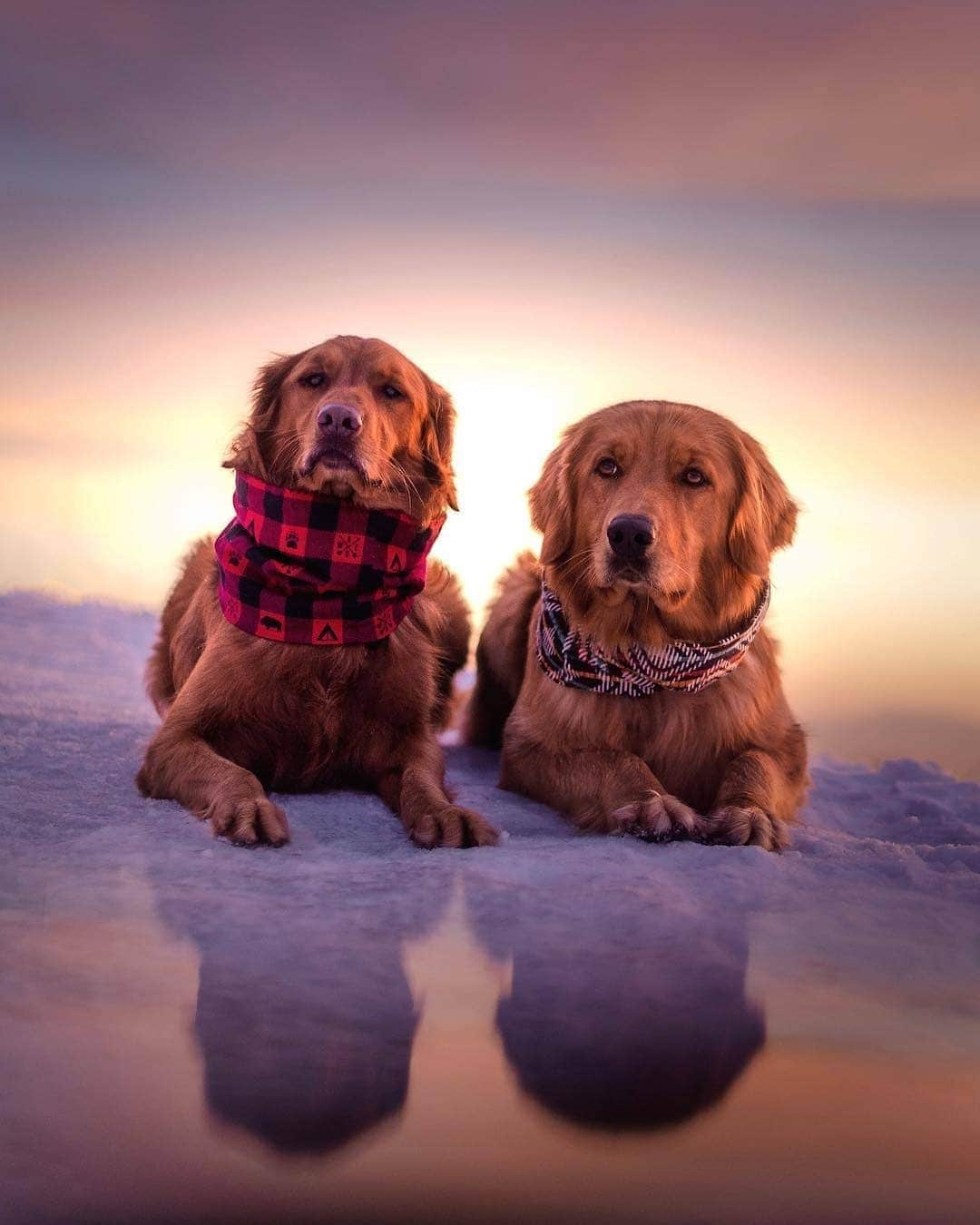 Cute baby animal videos picsさんのインスタグラム写真 - (Cute baby animal videos picsInstagram)「Cuteness overload! 🐶🐾❤️ By: @the_bru_bros - - - - #travel #traveling #utah #utahphotographer #photography #doggy #puppy #dogsofinstagram #dog #doglover #cutenessoverload #hayvansever #kopek #chien #chiot #cutebaby」1月27日 3時18分 - cutie.animals.page