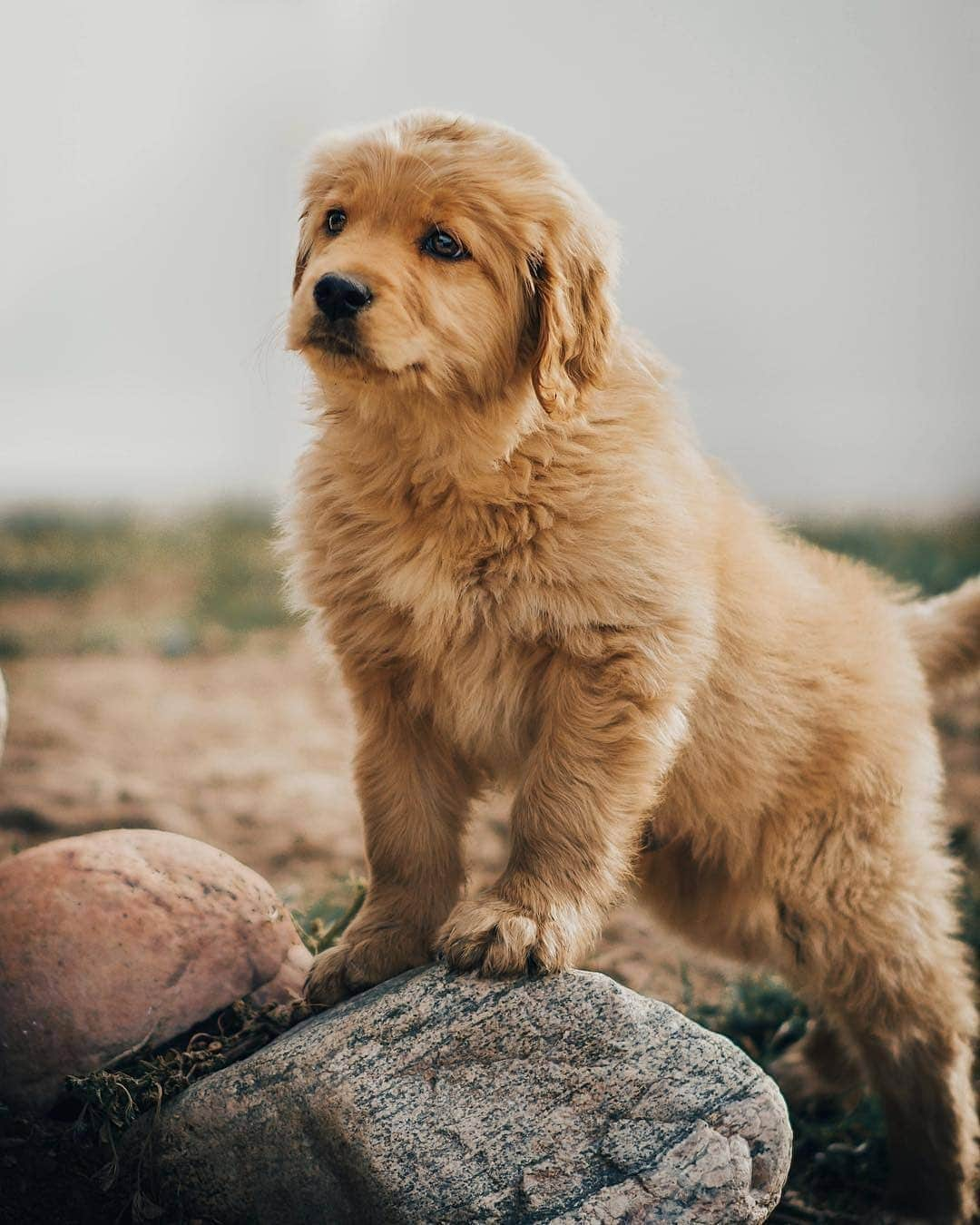 Cute baby animal videos picsさんのインスタグラム写真 - (Cute baby animal videos picsInstagram)「Cuteness overload! 🐶🐾❤️ By: @the_bru_bros - - - - #travel #traveling #utah #utahphotographer #photography #doggy #puppy #dogsofinstagram #dog #doglover #cutenessoverload #hayvansever #kopek #chien #chiot #cutebaby」1月27日 3時18分 - cutie.animals.page