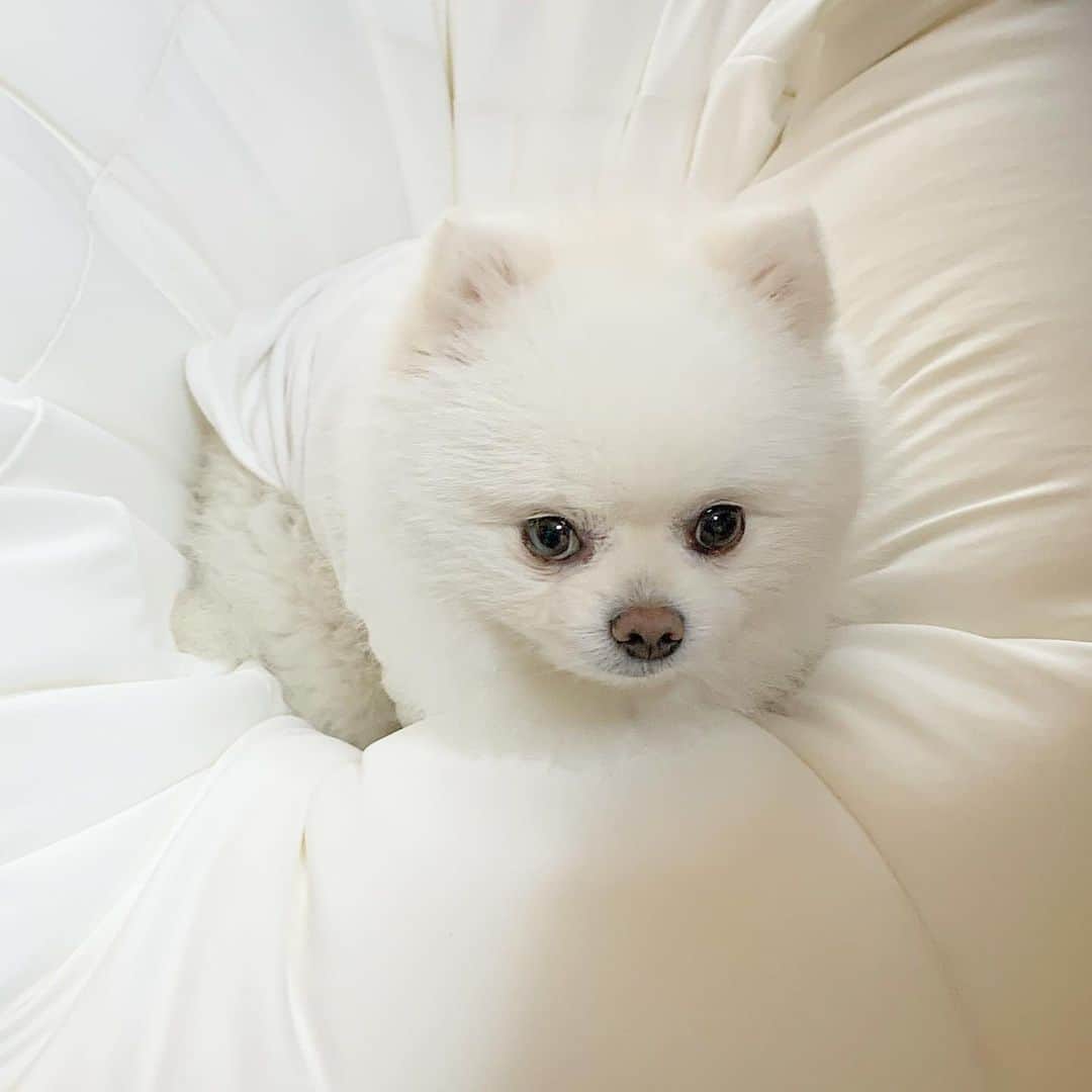 ニコちゃんのグルメインスタ