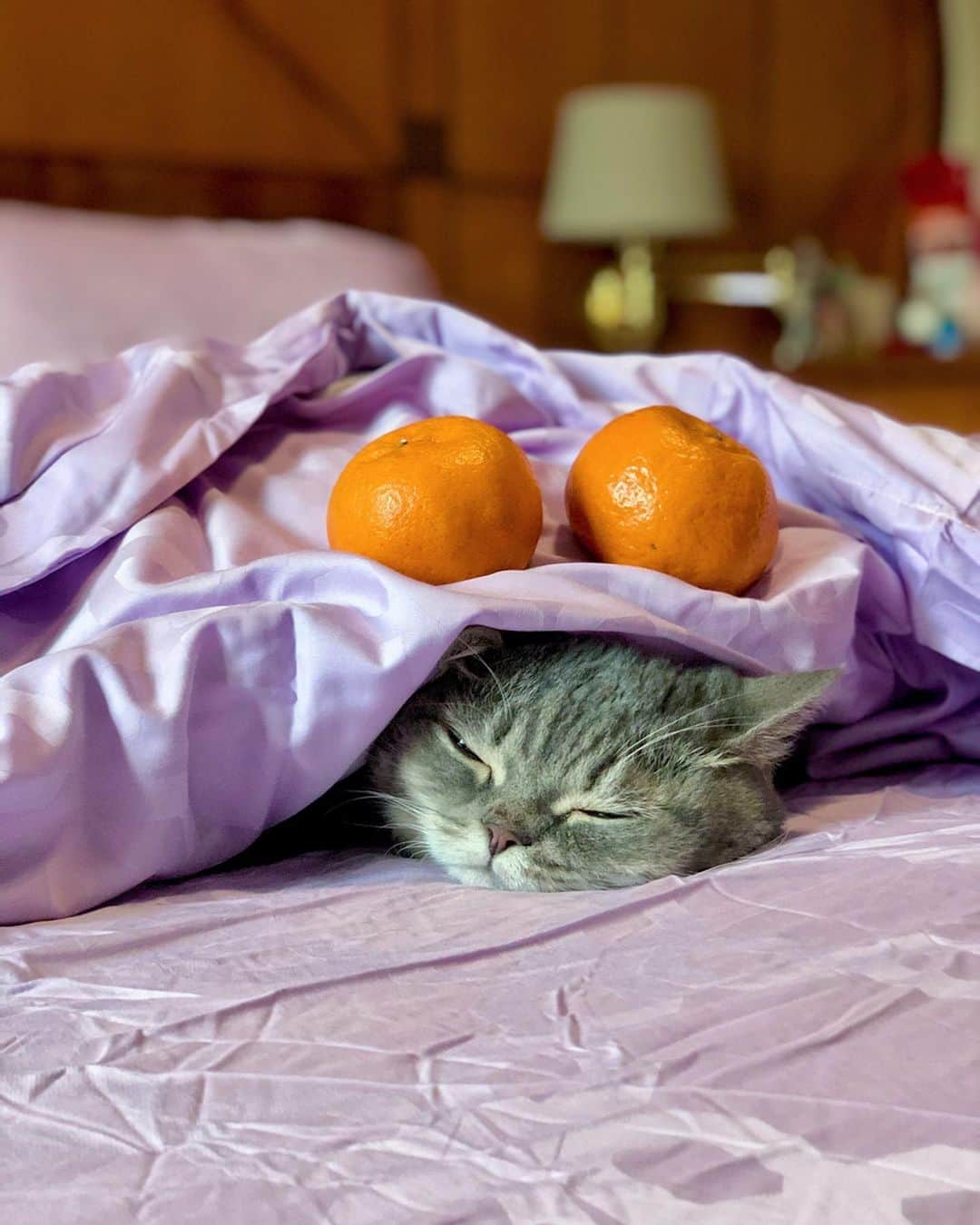 Pancakeのインスタグラム：「🧧 Happy Lunar New Year! ....🥺 but Pancake is not the biggest fan of Lunar New Year celebrations ... 😥 so usually, we make sure he has plenty of ways and places to hide. This is one of them! It will be over soon kiddo... #cats #catstagram #catsoninstagram #catsofinstagram #catoftheday #kittygram #kittensoninstagram #kittensofinstagram #sgcats #pets #petlovers #pancake #petstagram #instacats #thedailykitten  #instagramcats #munchkincats #neko #ねこ #マンチカン」