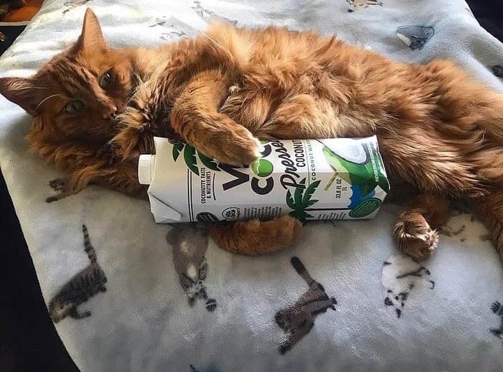 Vita Coco Coconut Waterのインスタグラム：「Me laying in bed hungover...」