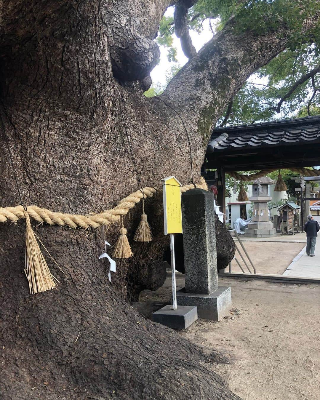 hama_aki_pppさんのインスタグラム写真 - (hama_aki_pppInstagram)「大阪府門真市　#三島神社 #薫蓋樟 (スライドして下さい) Location Osaka Japan mishimajinja(Swipe)  2020年1月  樹齢1000年大阪1の幹周を誇るこの#御神木 の凄さをどう伝えようかと🤳全体を撮ろうとすると1枚目のようになり迫力が伝わり辛い💦太さを伝えようと間近に行くと幹しか入らない😅先客のおじさまと「入らないねえ」とウロウロ。これは動画で伝えるしか無いと最後に動画入れました。  #神社仏閣　 #寺院仏閣　 #美しい日本　 #日本の絶景　 #天然記念物  #絶景delic  #関西おでかけ  #タビジェニ　 #日本ツアーズ　 #神社フォトコンわたしと神社　 #total_asia  #amazing_shotz  #top_favorite_shots  #amazingview  #traveljapan  #inspring_shot #beautiful_kansai #japanesetemple  #japanesegarden  #lovers_united_japan  #jalan_travel  #igbest_shots #dokoiku  #rakutentravel」1月27日 6時29分 - hama_aki_ppp