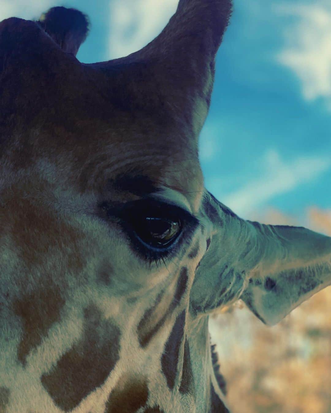 カロライナディークマンさんのインスタグラム写真 - (カロライナディークマンInstagram)「ai, como eu amo girafa. esses olhos gigantes e dóceis... tudo imensamente doce.」1月27日 7時13分 - loracarola