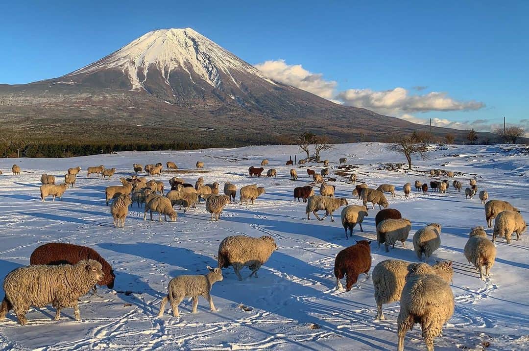 phantastic420のインスタグラム：「. 🤩🤩“Shizuoka” prefecture in Japan is a place where you can see the most “phantastic” Mt. Fuji🗻 in the world.🤩 #富士山 #mtfuji #japan #shizuoka #fujinomiya  #phantastic420photography #mostphantasticmtfuji #selamatpagi  #goodmorning  #おはようございます 😇😇😇😇😇😇😇🗻😇😇😇😇 @shizuoka_kankou #しずおかみっけ #しずおか元気旅 😍 #gooutcampエンジョイ #goj2020参加 @goout_camp 🤩😍👍GOOUTJUMBOREE行きたいよ〜🤣」