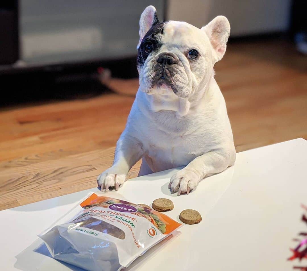 Manny The Frenchieのインスタグラム：「No mom, I most certainly did not open the treats after you said no snacks before dinner. 😏」