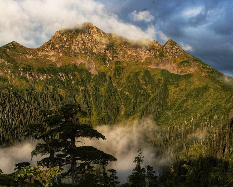 thephotosocietyさんのインスタグラム写真 - (thephotosocietyInstagram)「Photos by Melissa Farlow @melissafarlow | A young black bear cub climbs a tree for a better view of Anan Creek in the Tongass National Forest. Bears are more visible thriving in the wilderness when salmon spawn in Alaska.  I’m looking forward to returning to Anchorage next month for the Alaska Forum on the Environment, the largest state-wide gathering of environmental professionals from government agencies, nonprofit and for-profit businesses, community leaders, Alaskan youth, conservationists, biologists and community elders.@thephotosociety @natgeo @natgeofineart @natgeoimagecollection #bears #tongass #AlaskaForumontheEnvironment #alaksa」1月27日 7時53分 - thephotosociety