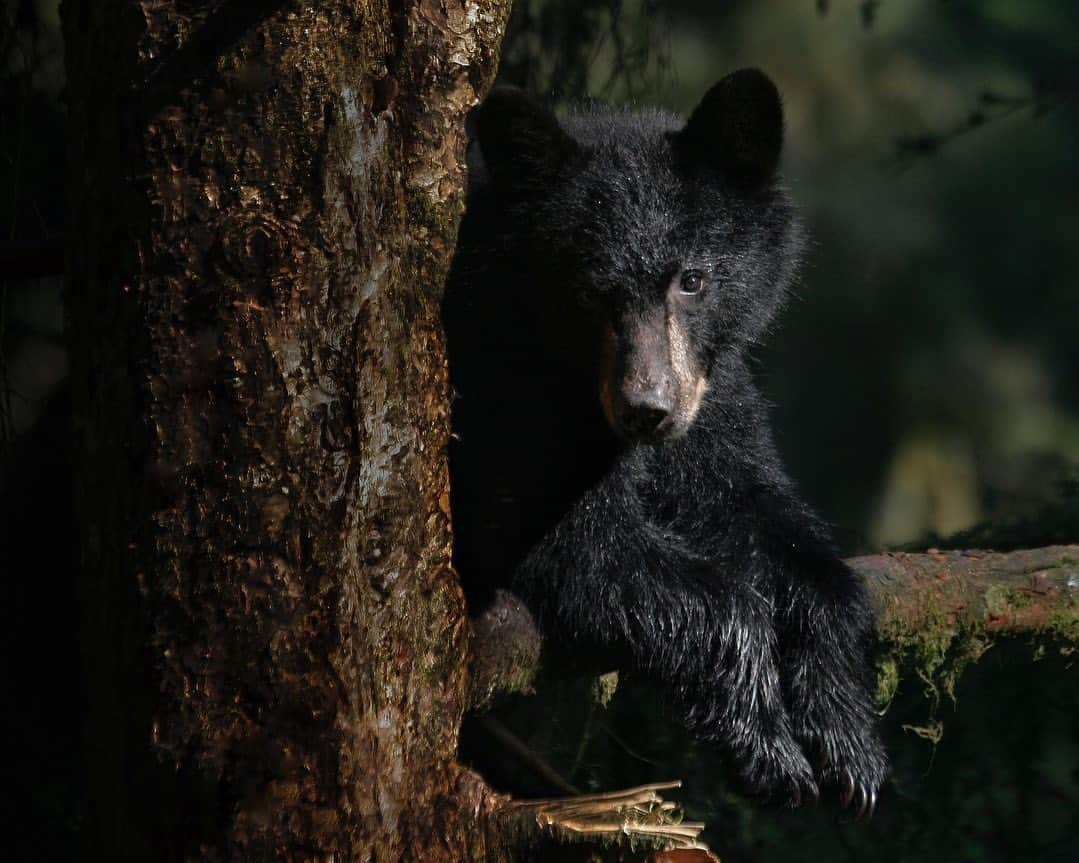 thephotosocietyさんのインスタグラム写真 - (thephotosocietyInstagram)「Photos by Melissa Farlow @melissafarlow | A young black bear cub climbs a tree for a better view of Anan Creek in the Tongass National Forest. Bears are more visible thriving in the wilderness when salmon spawn in Alaska.  I’m looking forward to returning to Anchorage next month for the Alaska Forum on the Environment, the largest state-wide gathering of environmental professionals from government agencies, nonprofit and for-profit businesses, community leaders, Alaskan youth, conservationists, biologists and community elders.@thephotosociety @natgeo @natgeofineart @natgeoimagecollection #bears #tongass #AlaskaForumontheEnvironment #alaksa」1月27日 7時53分 - thephotosociety