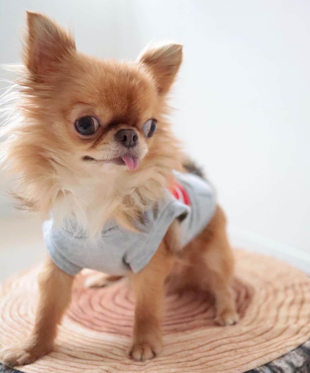 kayoのインスタグラム：「* * なんか爽やかな くりおちゃん😂 * * kulio💗 * * #chihuahua#chihuahualove#dogstgram#dog#instadog#チワワ#チワワ大好き * *」