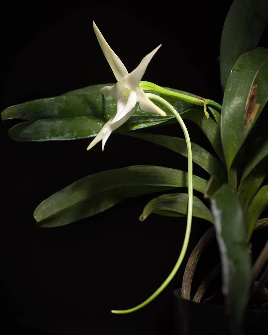 アメリカ自然史博物館さんのインスタグラム写真 - (アメリカ自然史博物館Instagram)「Charles Darwin first saw the Angraecum sesquipedale orchid from Madagascar in 1862. Its foot-long green throat holds nectar, but only at its very tip. "Astounding," Darwin wrote of this strange adaptation. "What insect could suck it?" He predicted that Madagascar must be home to an insect with an incredibly long feeding tube, or proboscis—but no such insect was discovered during his lifetime. Decades after his death, his insight was confirmed. A naturalist in Madagascar discovered the giant hawk moth (Xanthopan morganii praedicta), which hovers like a hummingbird as its long, whip-like proboscis probes for the distant nectar. The moth's scientific name honors the prediction of the scientist who never saw it, but whose theory told him that it must exist. Photo 1: sunoochi, flickr Photo 2: Xanthopan morgani [Natural History Museum of London]」1月27日 15時06分 - amnh