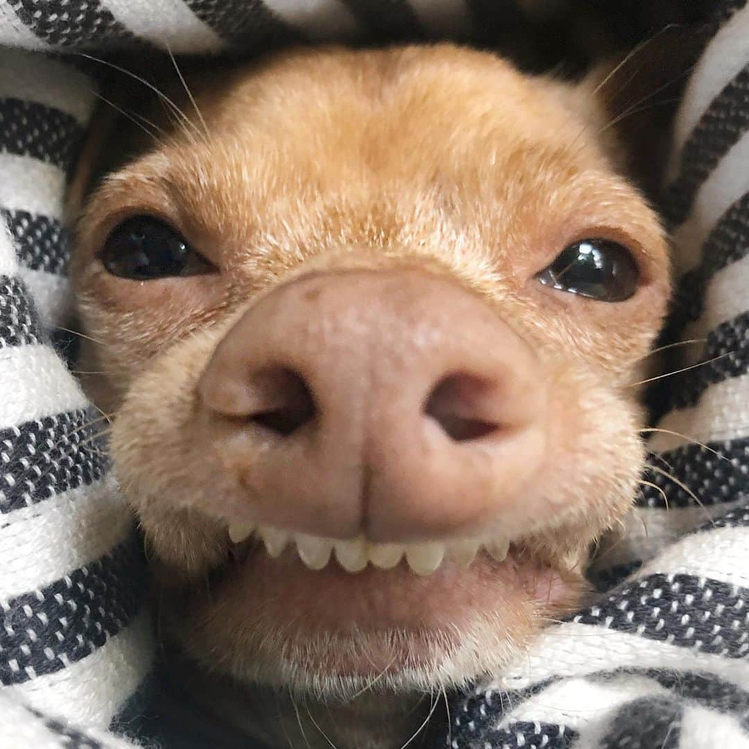 Tuna {breed:chiweenie} さんのインスタグラム写真 - (Tuna {breed:chiweenie} Instagram)「This is his “you’re invading my personal space” face. How do I know? I know it well.」1月27日 10時02分 - tunameltsmyheart