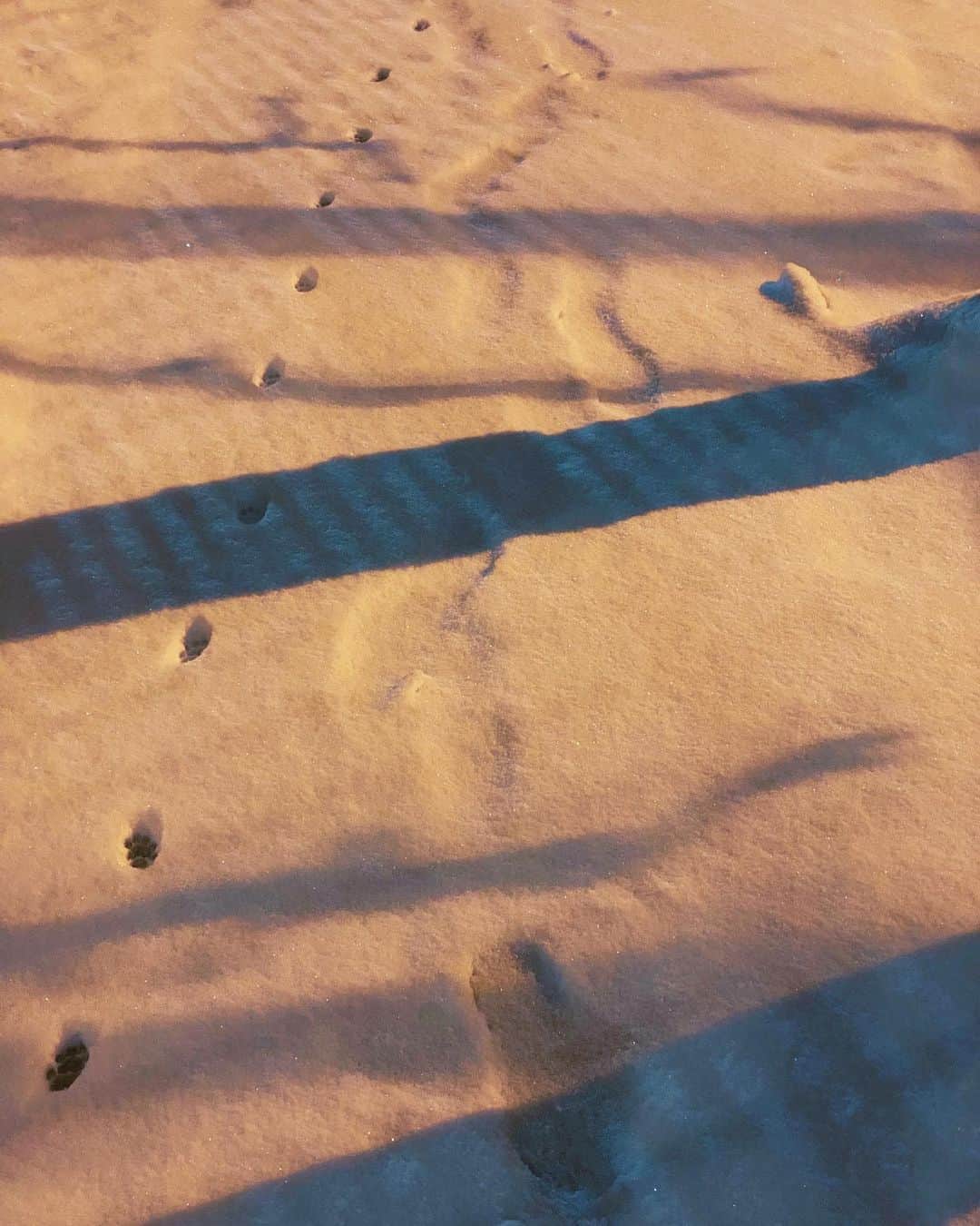 Robert Bingamanのインスタグラム：「Can someone make sense of the leftmost tracks for me?」