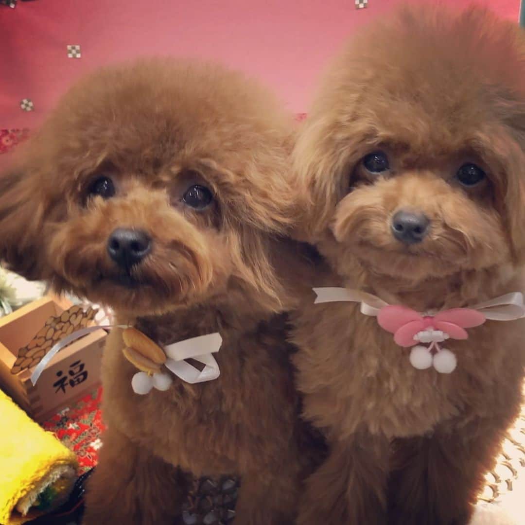 ももちゃん & まろんたんさんのインスタグラム写真 - (ももちゃん & まろんたんInstagram)「2匹で撮るのは本当に大変〜😂💦 お写真練習しないと💦💦 ・ ・ #dog #dogs #dogstagram #poodle #poodles #poodlelove #poodleclub #toypoodle #toypoodles #toypoodlelove #toypoodleclub #east_dog_japan #all_dog_japan #ig_poodle #poodlesofficial #ふわふわ #ふわもこ部 #トイプードル #トイプードル部 #トイプードル大好き #トイプードル多頭飼い #まろんたん #ティーカッププードル #わんこなしでは生きていけません会 #pecoいぬ部 #joker六本木ヒルズ店 #トリミング #ももちゃん #toypoodleofficial #犬のいる暮らし」1月27日 10時54分 - momoronma