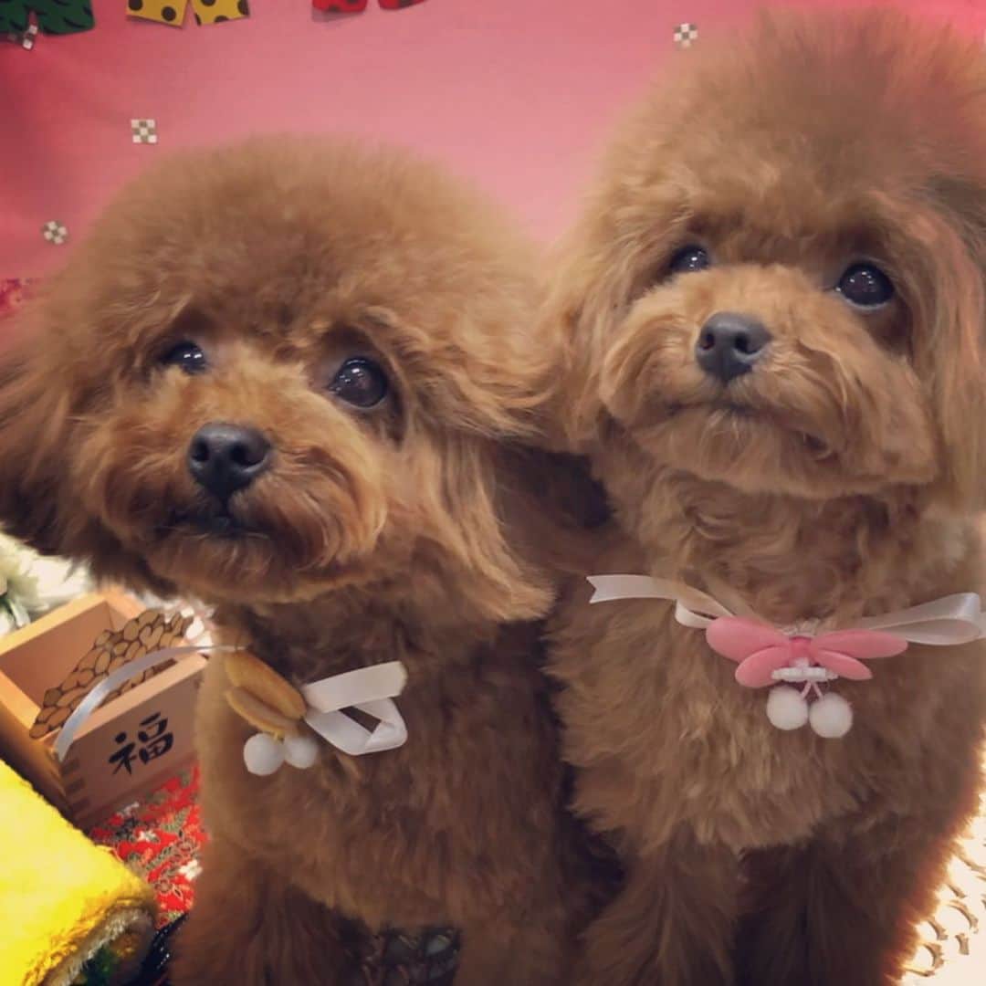 のインスタグラム：「2匹で撮るのは本当に大変〜😂💦 お写真練習しないと💦💦 ・ ・ #dog #dogs #dogstagram #poodle #poodles #poodlelove #poodleclub #toypoodle #toypoodles #toypoodlelove #toypoodleclub #east_dog_japan #all_dog_japan #ig_poodle #poodlesofficial #ふわふわ #ふわもこ部 #トイプードル #トイプードル部 #トイプードル大好き #トイプードル多頭飼い #まろんたん #ティーカッププードル #わんこなしでは生きていけません会 #pecoいぬ部 #joker六本木ヒルズ店 #トリミング #ももちゃん #toypoodleofficial #犬のいる暮らし」