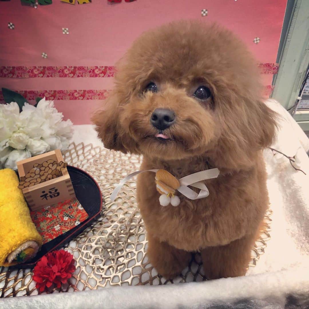 ももちゃん & まろんたんのインスタグラム：「ひなの長女、キナたんはお座りが上手なんです❤️😍 ・ ・ #dog #dogs #dogstagram #poodle #poodles #poodlelove #poodleclub #toypoodle #toypoodles #toypoodlelove #toypoodleclub #east_dog_japan #all_dog_japan #ig_poodle #poodlesofficial #ふわふわ #ふわもこ部 #トイプードル #トイプードル部 #トイプードル大好き #トイプードル多頭飼い #まろんたん #ティーカッププードル #わんこなしでは生きていけません会 #pecoいぬ部 #joker六本木ヒルズ店 #トリミング #ももちゃん #toypoodleofficial #犬のいる暮らし」