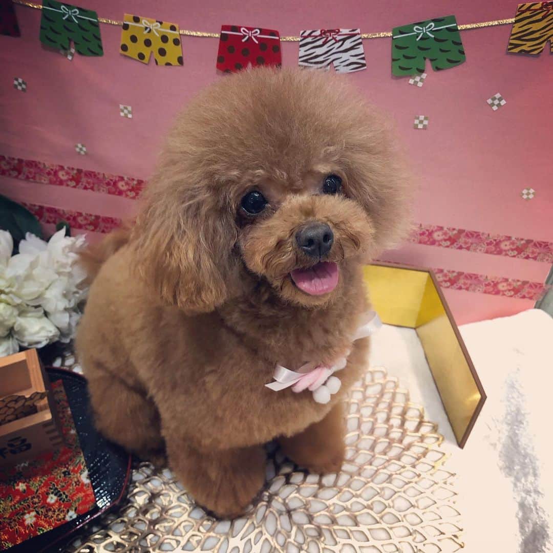 のインスタグラム：「誰よりも写真が大変なひな😂😂 落ち着け〜！！笑 でも、、可愛い😚 ・ ・ #dog #dogs #dogstagram #poodle #poodles #poodlelove #poodleclub #toypoodle #toypoodles #toypoodlelove #toypoodleclub #east_dog_japan #all_dog_japan #ig_poodle #poodlesofficial #ふわふわ #ふわもこ部 #トイプードル #トイプードル部 #トイプードル大好き #トイプードル多頭飼い #まろんたん #ティーカッププードル #わんこなしでは生きていけません会 #pecoいぬ部 #joker六本木ヒルズ店 #トリミング #ももちゃん #toypoodleofficial #犬のいる暮らし」