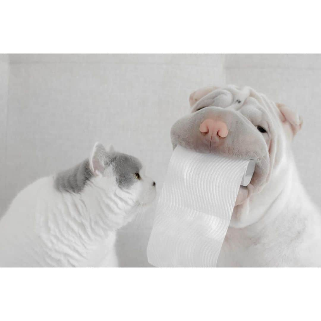 annie&pADdinGtoNさんのインスタグラム写真 - (annie&pADdinGtoNInstagram)「True friends don’t count the rolls 🧻 #toiletpapermonster #lambington #sharpei #sharpeisofinstagram #butler #britishshorthair #sharpeilove #love #toiletpaper #dog #doggo #barked #dogsofinstagram #wrinkles #cat #catsanddogs #catsofinstagram #cutepets #friends #weeklyfluff #instagood #brothers #iloveyoutothemoonandback」1月27日 11時28分 - anniepaddington