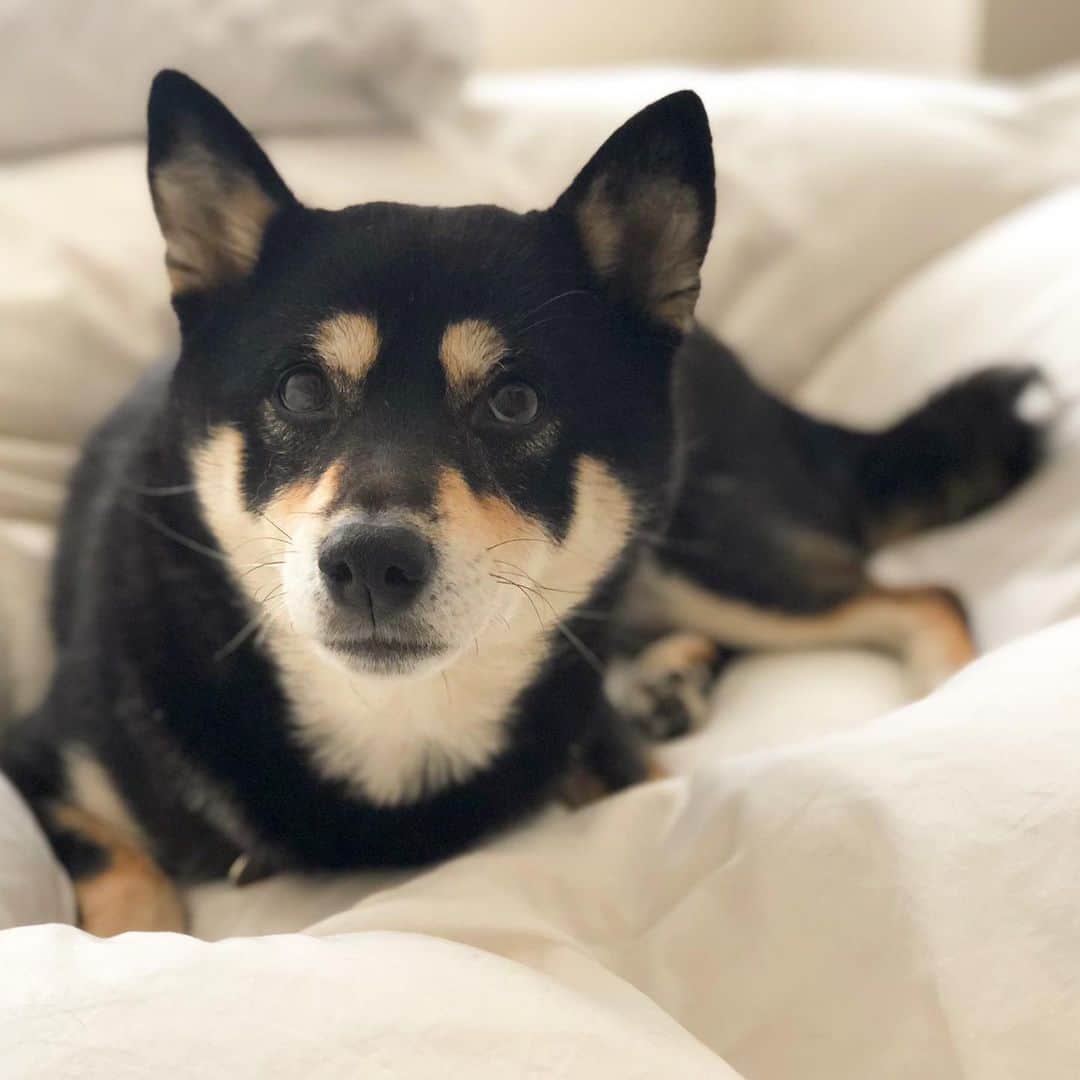 vo_coのインスタグラム：「🐾 家を出て1分後くらいに忘れ物に気付いて戻ったら、別れを惜しんだばかりなはずの柴犬が人様のベッドの上でお寛ぎになられておりました * #全てのベッドはあたしのもの #先日はベッドの上で小僧と縄張り争いをしてました #主従逆転 #まあいいか #shibastagram #instashiba #shiba #shibainu #黒柴 #柴犬」