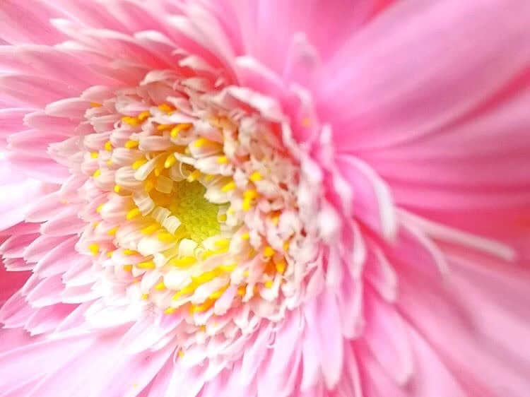 vivipriさんのインスタグラム写真 - (vivipriInstagram)「【皆さんの「vivipri」写真をご紹介！】 . 今日は　@kicchoko さんの一枚です✨ 大迫力のお花のお写真🌸💓 . 花びら一枚一枚まで鮮明に写っています✨ ピンクとイエローの色のコントラストが とっても素敵なガーベラですね♪ . ピンクのガーベラの花言葉は 「崇高な愛、思いやり」だそうです☺️ . 春らしいパステルカラーのお花を見ていると 寒い冬の中で、春が待ち遠しくなってしまいますね! . vivipriでご注文された写真プリントを撮影した写真に「#vivipri」をつけて投稿いただいた作品を本アカウントで紹介しております！ . ※紹介させていただく際はご投稿者様のアカウントを記載しております。 ※画像や動画はご投稿者様に許諾を得てvivipri officialに掲載しています。ご本人以外の無断転載はお控えください。 #photo #cute #prints #instagood #flower #pink #instagramjapan #instagood #memory #beautiful #gotanda #ebisu #fukuoka #followme ＃cute #꽃 #거베라#귀엽다#핑크색#사진 #ビビプリ#カメラ女子 #花#ピンク #綺麗 #かわいい #可憐　#ガーベラ #ファインダー越しの私の世界 #写真を撮るのが好きな人と繋がりたい」1月27日 11時59分 - vivipri.co.jp