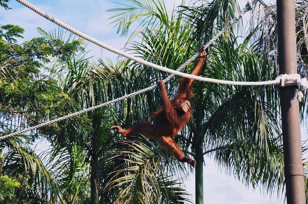 ミケラ・デュ・トイのインスタグラム：「and the most graceful swing award goes to」