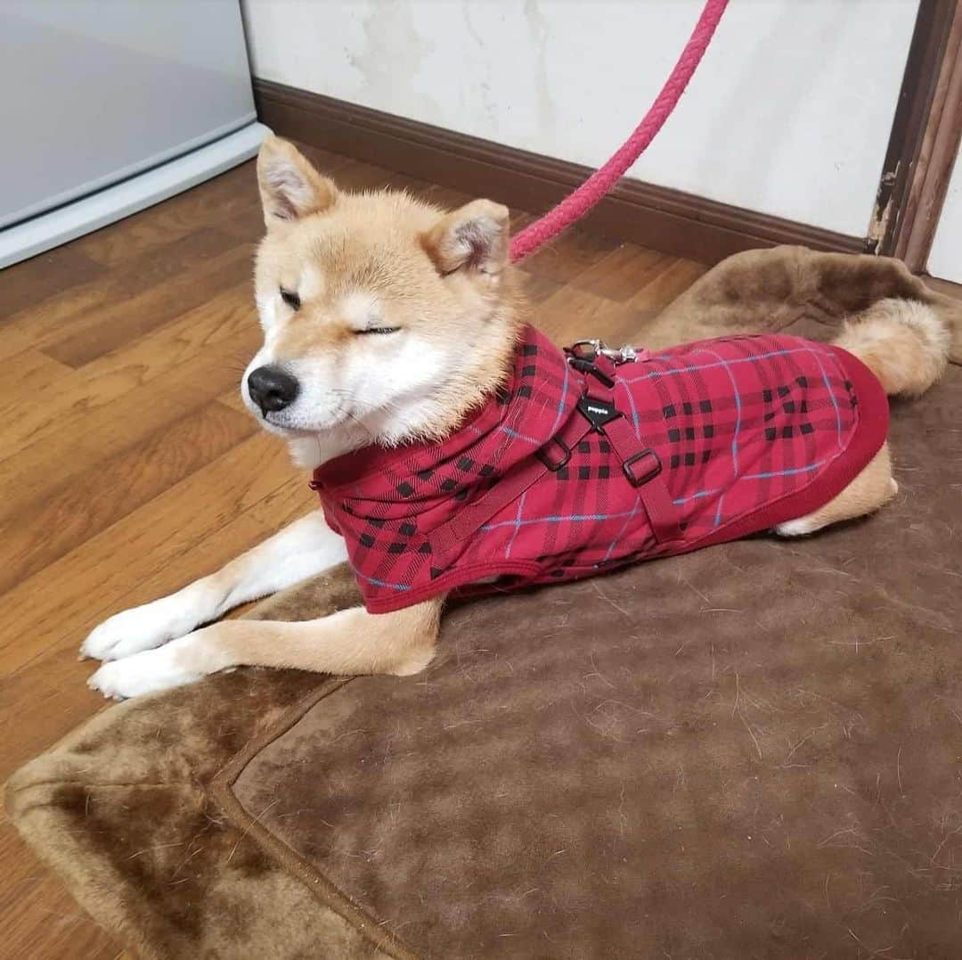 柴犬たま Shibainu Tamaさんのインスタグラム写真 - (柴犬たま Shibainu TamaInstagram)「ミケママが寒そうなので服を買ってあげました👌 裏起毛なので少しは温かいかな？😊 寒がりのたまーばが羨ましがるかと思ったけど、服嫌いなのでミケに着させる間は目を合わさないように静かにしてました😂😂 * Caption trans🇬🇧 I bought her clothes because Meekeh looked cold👌  Will she get warm if I wear this?😊 I thought Tama, who was not good at cold, would want Tama if she saw her clothes.  But she was quiet because she hated dressing😂😂 * #柴犬たま #たママ #たまーば #たま家族 #柴犬ミケ #ミケママ #犬用服 #ミケコレ #親子シンクロ #後頭部フェチ #ブサ顔 #あご乗せ #上目遣い #柴犬 #shiba #shibainu #shibastagram #犬 #dog #多頭飼い」1月27日 12時18分 - tama7653