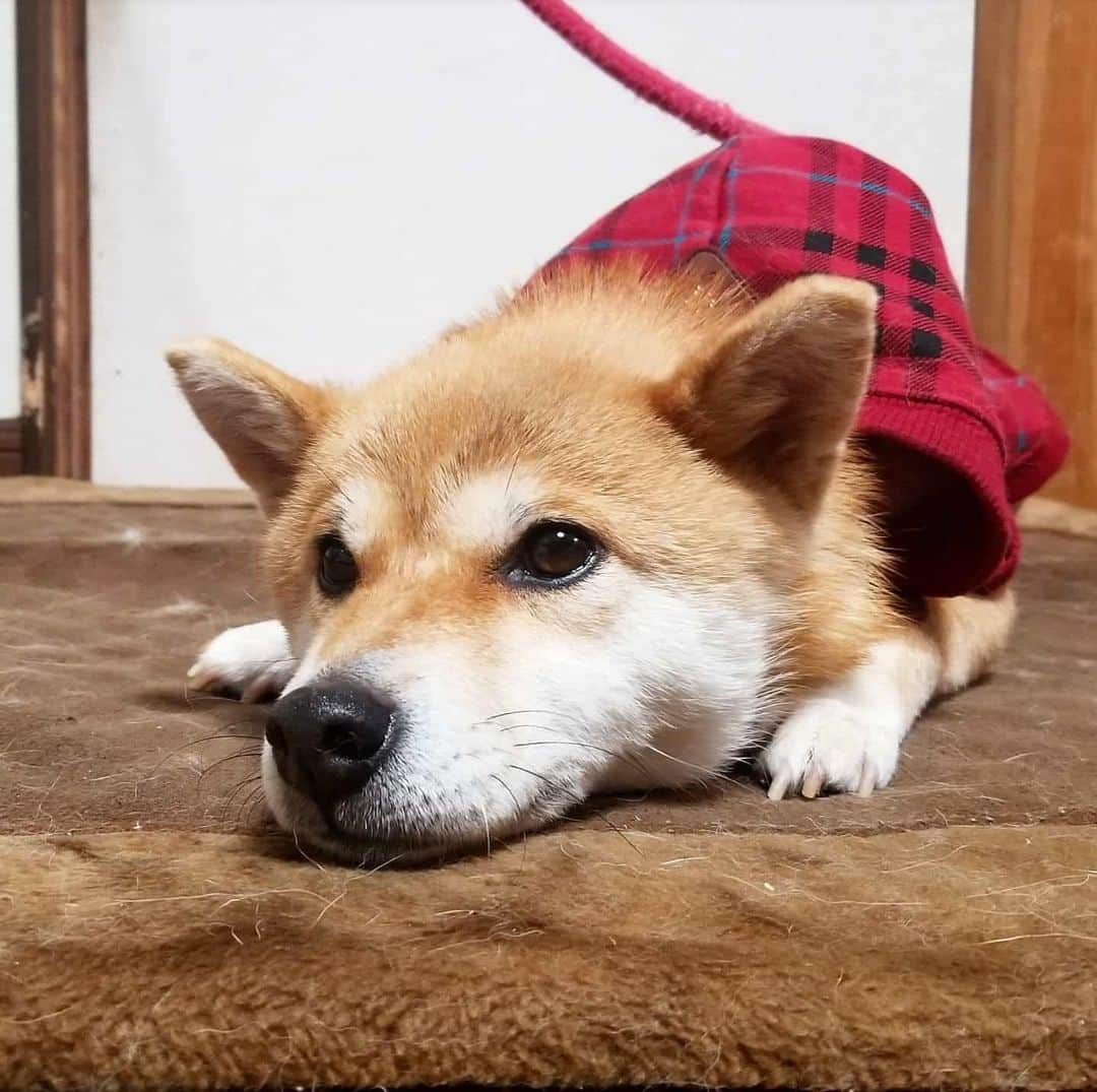 柴犬たま Shibainu Tamaさんのインスタグラム写真 - (柴犬たま Shibainu TamaInstagram)「ミケママが寒そうなので服を買ってあげました👌 裏起毛なので少しは温かいかな？😊 寒がりのたまーばが羨ましがるかと思ったけど、服嫌いなのでミケに着させる間は目を合わさないように静かにしてました😂😂 * Caption trans🇬🇧 I bought her clothes because Meekeh looked cold👌  Will she get warm if I wear this?😊 I thought Tama, who was not good at cold, would want Tama if she saw her clothes.  But she was quiet because she hated dressing😂😂 * #柴犬たま #たママ #たまーば #たま家族 #柴犬ミケ #ミケママ #犬用服 #ミケコレ #親子シンクロ #後頭部フェチ #ブサ顔 #あご乗せ #上目遣い #柴犬 #shiba #shibainu #shibastagram #犬 #dog #多頭飼い」1月27日 12時18分 - tama7653