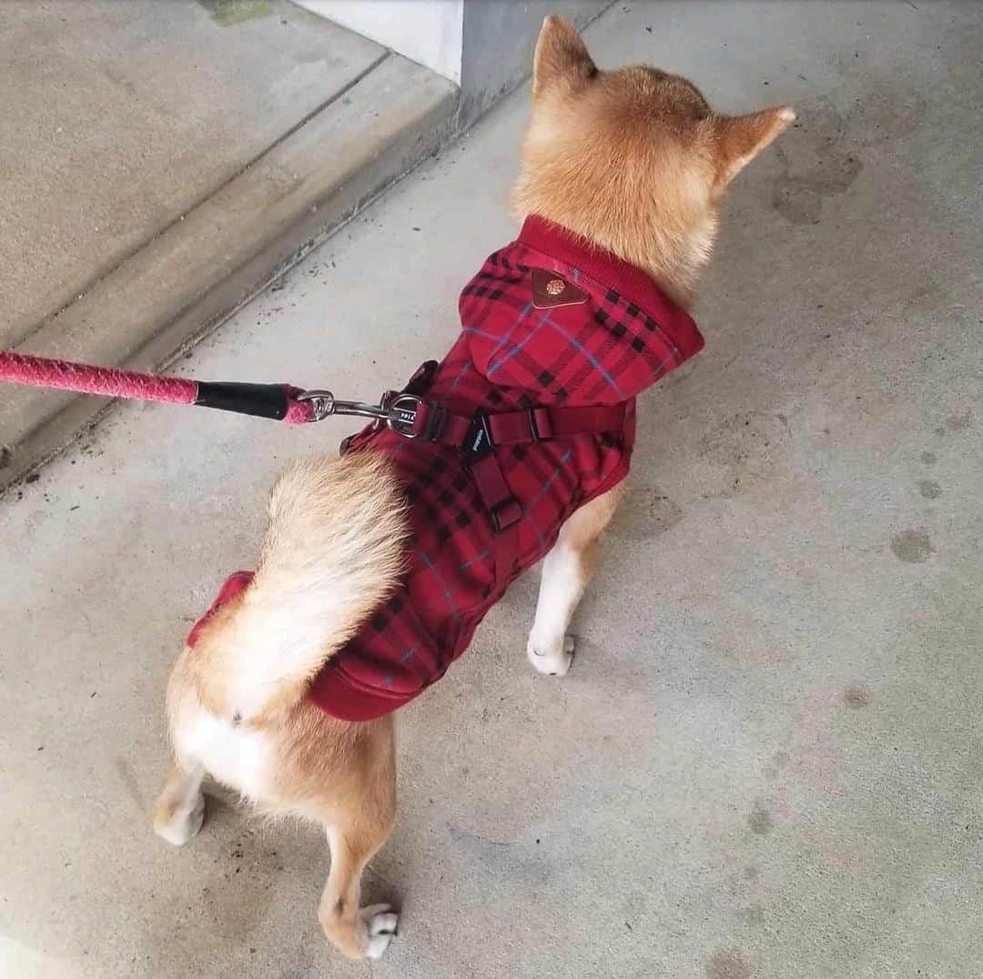 柴犬たま Shibainu Tamaさんのインスタグラム写真 - (柴犬たま Shibainu TamaInstagram)「ミケママが寒そうなので服を買ってあげました👌 裏起毛なので少しは温かいかな？😊 寒がりのたまーばが羨ましがるかと思ったけど、服嫌いなのでミケに着させる間は目を合わさないように静かにしてました😂😂 * Caption trans🇬🇧 I bought her clothes because Meekeh looked cold👌  Will she get warm if I wear this?😊 I thought Tama, who was not good at cold, would want Tama if she saw her clothes.  But she was quiet because she hated dressing😂😂 * #柴犬たま #たママ #たまーば #たま家族 #柴犬ミケ #ミケママ #犬用服 #ミケコレ #親子シンクロ #後頭部フェチ #ブサ顔 #あご乗せ #上目遣い #柴犬 #shiba #shibainu #shibastagram #犬 #dog #多頭飼い」1月27日 12時18分 - tama7653