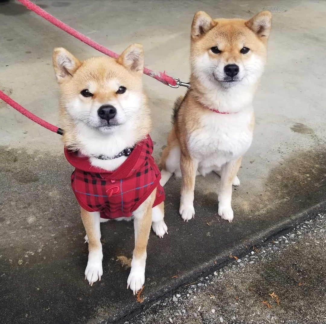 柴犬たま Shibainu Tamaさんのインスタグラム写真 - (柴犬たま Shibainu TamaInstagram)「ミケママが寒そうなので服を買ってあげました👌 裏起毛なので少しは温かいかな？😊 寒がりのたまーばが羨ましがるかと思ったけど、服嫌いなのでミケに着させる間は目を合わさないように静かにしてました😂😂 * Caption trans🇬🇧 I bought her clothes because Meekeh looked cold👌  Will she get warm if I wear this?😊 I thought Tama, who was not good at cold, would want Tama if she saw her clothes.  But she was quiet because she hated dressing😂😂 * #柴犬たま #たママ #たまーば #たま家族 #柴犬ミケ #ミケママ #犬用服 #ミケコレ #親子シンクロ #後頭部フェチ #ブサ顔 #あご乗せ #上目遣い #柴犬 #shiba #shibainu #shibastagram #犬 #dog #多頭飼い」1月27日 12時18分 - tama7653