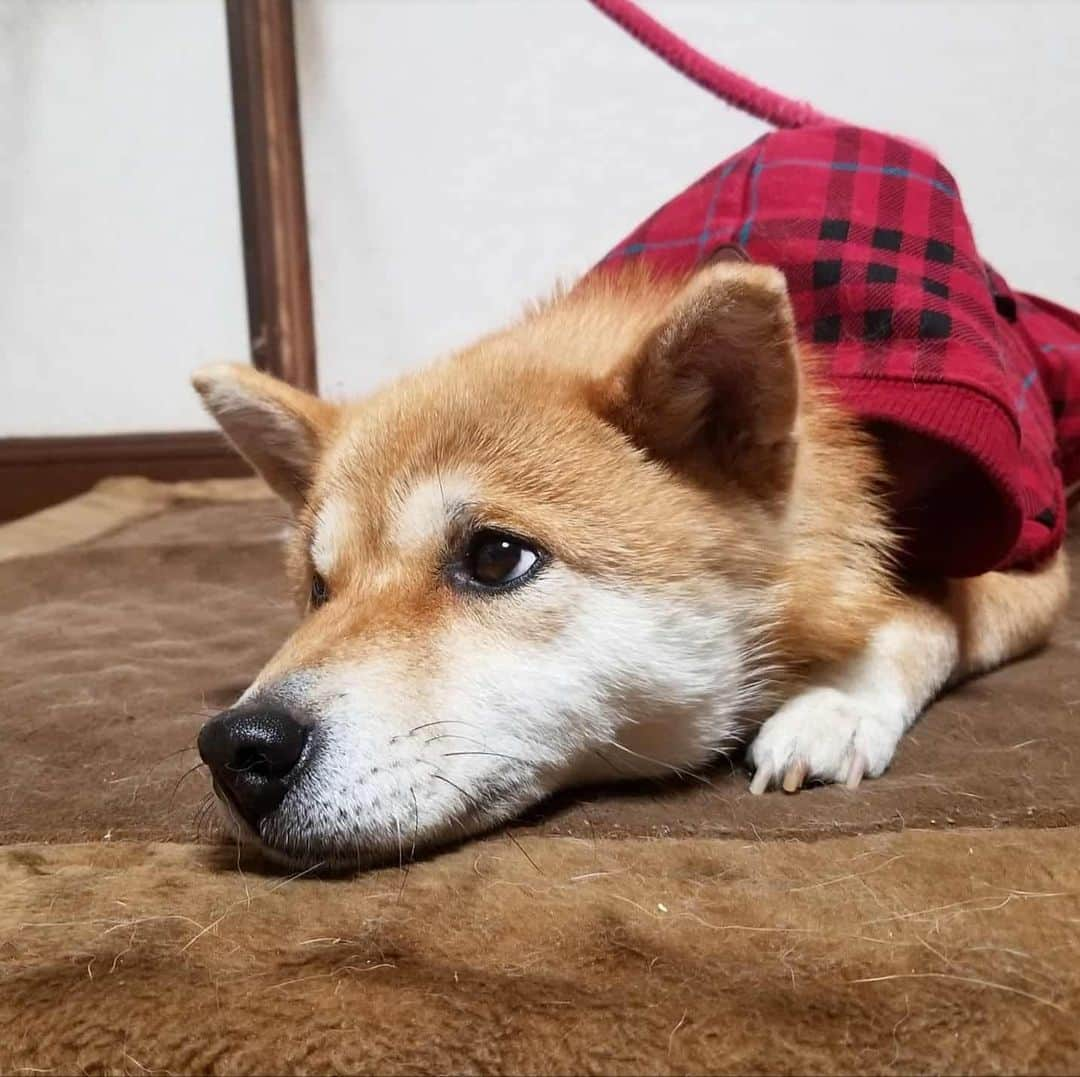 柴犬たま Shibainu Tamaさんのインスタグラム写真 - (柴犬たま Shibainu TamaInstagram)「ミケママが寒そうなので服を買ってあげました👌 裏起毛なので少しは温かいかな？😊 寒がりのたまーばが羨ましがるかと思ったけど、服嫌いなのでミケに着させる間は目を合わさないように静かにしてました😂😂 * Caption trans🇬🇧 I bought her clothes because Meekeh looked cold👌  Will she get warm if I wear this?😊 I thought Tama, who was not good at cold, would want Tama if she saw her clothes.  But she was quiet because she hated dressing😂😂 * #柴犬たま #たママ #たまーば #たま家族 #柴犬ミケ #ミケママ #犬用服 #ミケコレ #親子シンクロ #後頭部フェチ #ブサ顔 #あご乗せ #上目遣い #柴犬 #shiba #shibainu #shibastagram #犬 #dog #多頭飼い」1月27日 12時18分 - tama7653