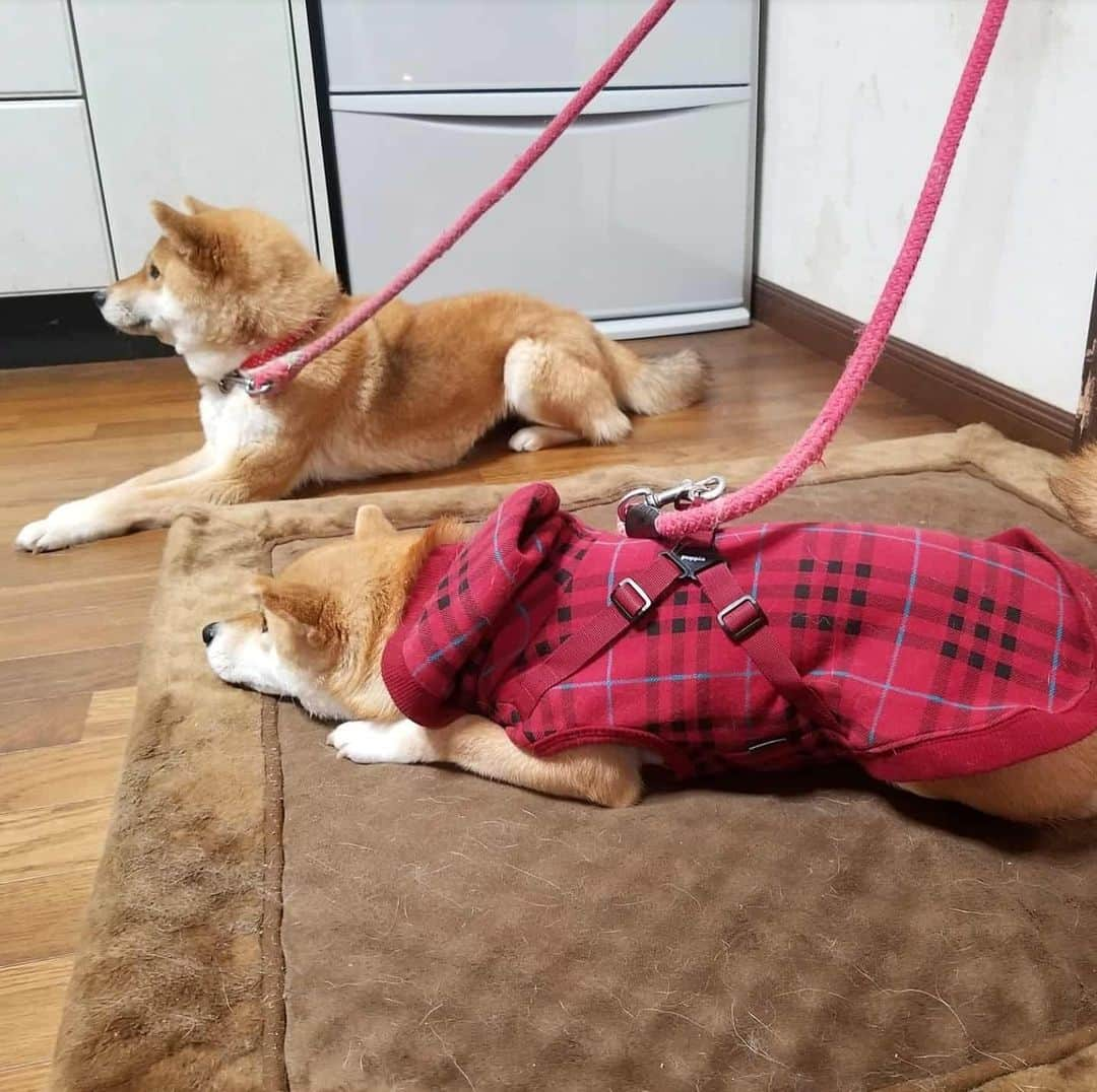 柴犬たま Shibainu Tamaさんのインスタグラム写真 - (柴犬たま Shibainu TamaInstagram)「ミケママが寒そうなので服を買ってあげました👌 裏起毛なので少しは温かいかな？😊 寒がりのたまーばが羨ましがるかと思ったけど、服嫌いなのでミケに着させる間は目を合わさないように静かにしてました😂😂 * Caption trans🇬🇧 I bought her clothes because Meekeh looked cold👌  Will she get warm if I wear this?😊 I thought Tama, who was not good at cold, would want Tama if she saw her clothes.  But she was quiet because she hated dressing😂😂 * #柴犬たま #たママ #たまーば #たま家族 #柴犬ミケ #ミケママ #犬用服 #ミケコレ #親子シンクロ #後頭部フェチ #ブサ顔 #あご乗せ #上目遣い #柴犬 #shiba #shibainu #shibastagram #犬 #dog #多頭飼い」1月27日 12時18分 - tama7653