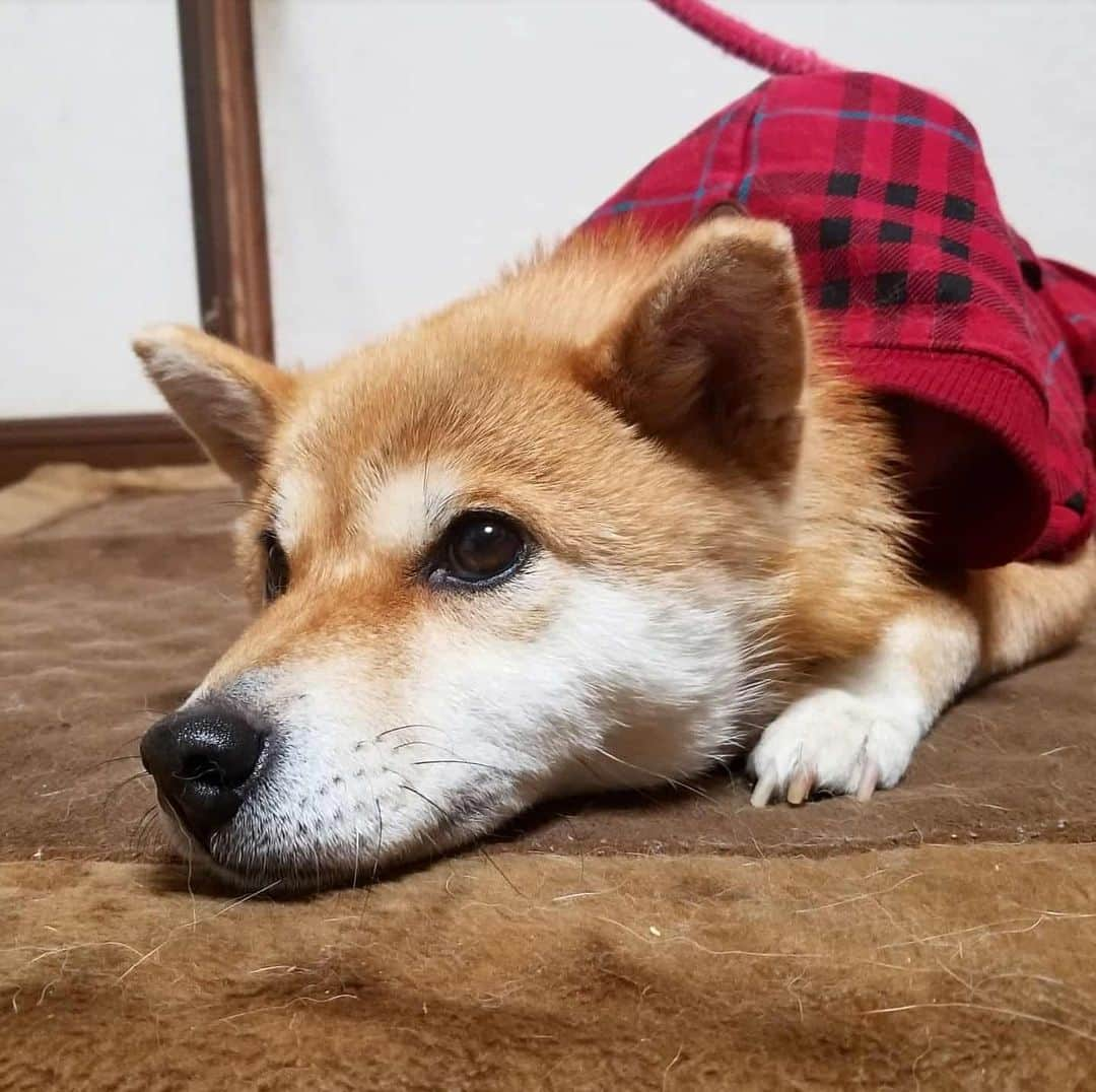 柴犬たま Shibainu Tamaさんのインスタグラム写真 - (柴犬たま Shibainu TamaInstagram)「ミケママが寒そうなので服を買ってあげました👌 裏起毛なので少しは温かいかな？😊 寒がりのたまーばが羨ましがるかと思ったけど、服嫌いなのでミケに着させる間は目を合わさないように静かにしてました😂😂 * Caption trans🇬🇧 I bought her clothes because Meekeh looked cold👌  Will she get warm if I wear this?😊 I thought Tama, who was not good at cold, would want Tama if she saw her clothes.  But she was quiet because she hated dressing😂😂 * #柴犬たま #たママ #たまーば #たま家族 #柴犬ミケ #ミケママ #犬用服 #ミケコレ #親子シンクロ #後頭部フェチ #ブサ顔 #あご乗せ #上目遣い #柴犬 #shiba #shibainu #shibastagram #犬 #dog #多頭飼い」1月27日 12時18分 - tama7653