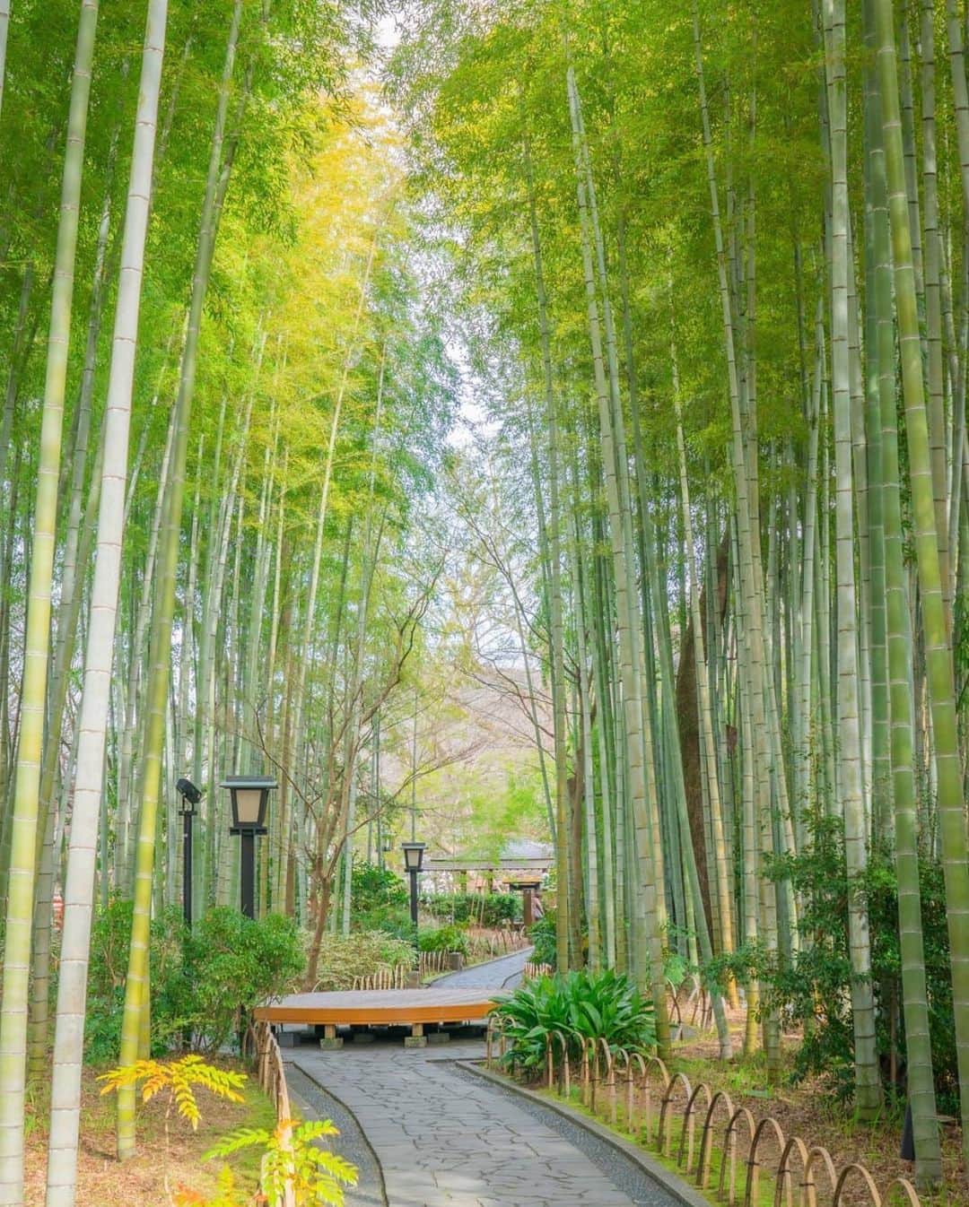 aumoさんのインスタグラム写真 - (aumoInstagram)「【#静岡観光×#日本の風景 】 .  静岡県伊豆市の「#修繕時」にて撮影されたお写真📸 . 爽やかな緑が心をリフレッシュしてくれる竹林の散策道🎋 . Credit：@mcp1098 さん 素敵なお写真をありがとうございます！ . あなたが撮影した素敵な写真に 「#aumo」を付けて教えてください♡ あなたの投稿が明日紹介されるかも♪ . aumoアプリは毎日配信！おでかけや最新グルメなどaumo読者が気になる情報が満載♡ ダウンロードはプロフィールのURLから✔︎ (iPhone&Android版) . . #静岡#静岡県#伊豆#修繕時#日本の絶景#竹林#竹林の小径#インスタ映え#青空 #女子旅#絶景#旅#フォトジェニック  #team_jp_ #igersjp #japan_daytime_view #wu_japan  #bestjapanpics #japan_of_insta #art_of_japan_ #ptk_japan #photo_jpn #lovers_nippon #tokyocameraclub #あなたとみたい景色#フォトジェニック」2月25日 17時17分 - aumo.jp