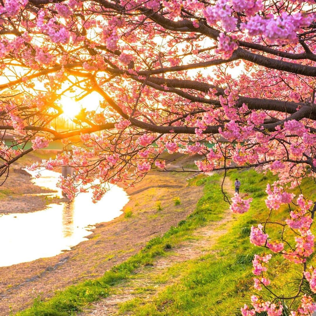 ANAのインスタグラム：「春はすぐそこ🌸﻿ ﻿ #河津桜 #早咲き桜 #菜の花 #カワヅザクラ #満開 #花の香り #夕焼け #夕景 #日本の風景 #河津町 #静岡 #自然の力 #春の陽気 #わくわく #桜 #開花が待ち遠しい #今年の開花は早い #癒しの景色 #旅行 #風情 #anaタビキブン #shizuoka #kawazusakura #japantrip #sakura #trip #travel #anaairplane #ana_jp﻿ ﻿ 旅の思い出は「#anaタビキブン」をつけて投稿してね😉インスタやANAの各メディアでご紹介していきます✨」