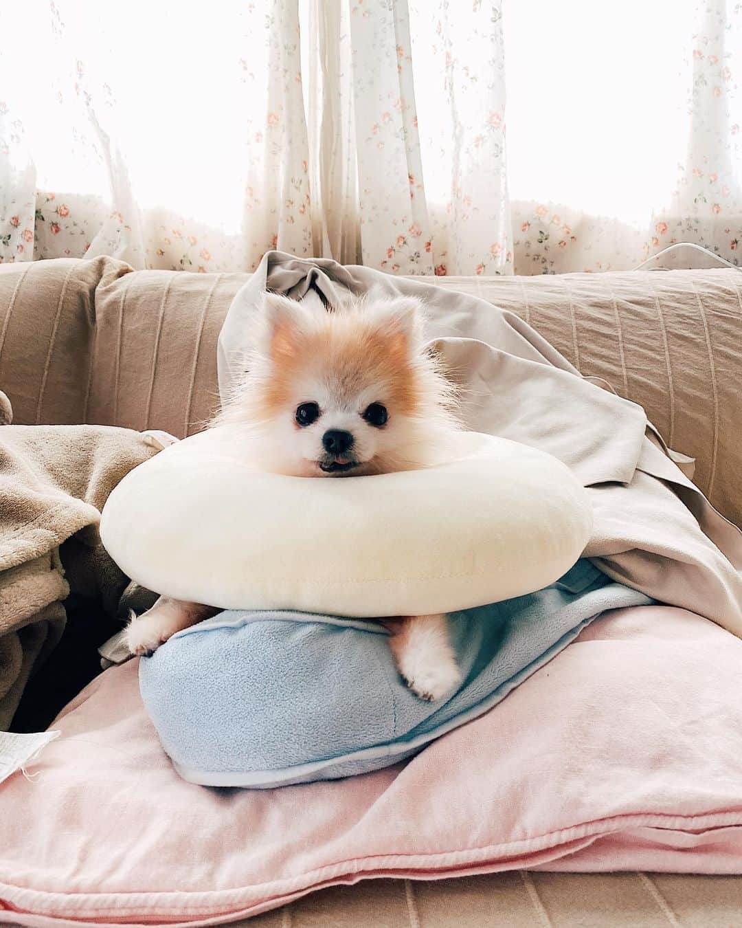 r_oseのインスタグラム：「I want more cushions 🐰🥐〰️」