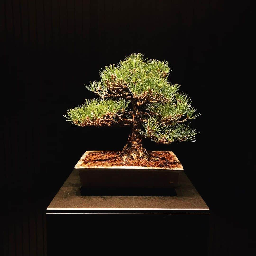 SHO-NOさんのインスタグラム写真 - (SHO-NOInstagram)「Bon Sai  #盆栽 #bonsai  お仕事で関西まで来てます🌳」2月25日 17時53分 - shono.contact