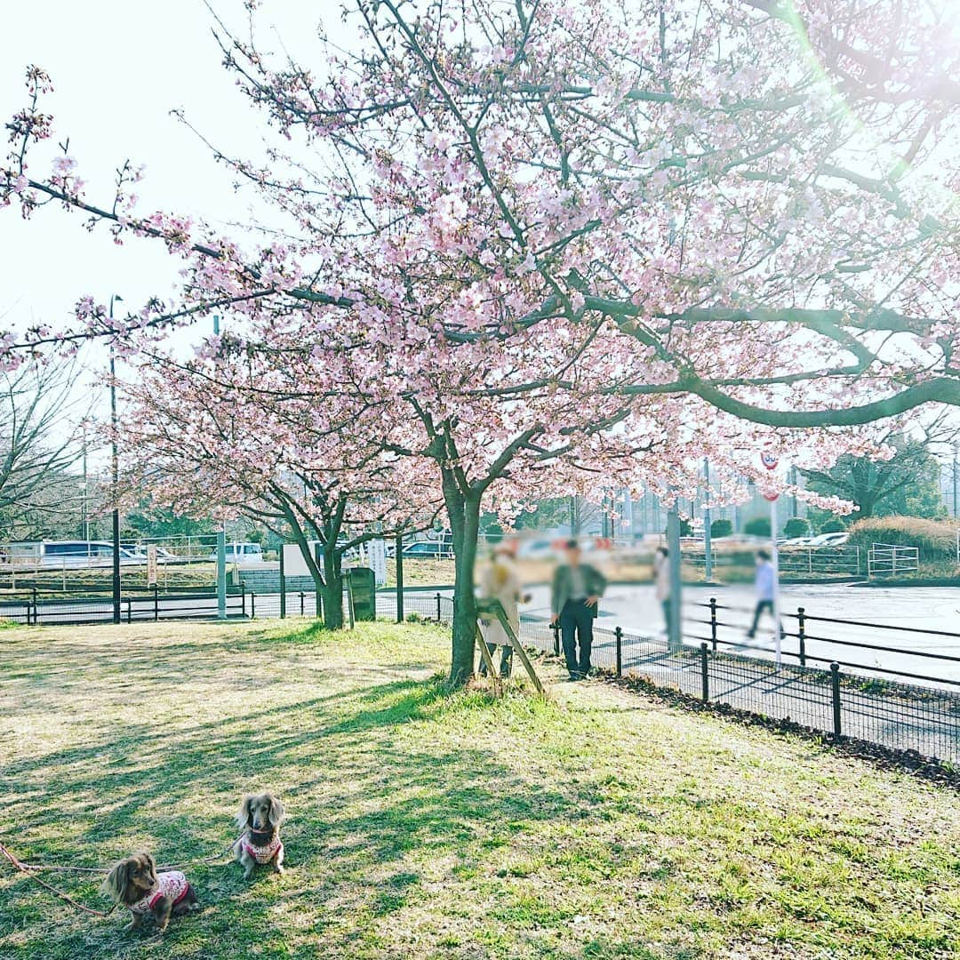くるみんのインスタグラム：「* 河津桜  #ミニチュアダックスフンド #ミニチュアダックスフント #ミニチュアダックス #イザベラタン #イザベラ #カニンヘンダックスフント #カニンヘン #カニンヘンダックス  #カニンヘンダックスフンド #チョコタンダックス #チョコタン #ダックス多頭飼い #ダックスフント #ダックスフンドカニンヘン #ダックス部 #ダックス大好き #ダックス #ダックスフンド #いぬばか部 #いぬすたぐらむ #短足部 #わんこなしでは生きていけません会 #河津桜 #dachshundgram #dachshund #dogstagram #instagramdog #instadachs #todayswanko #7pets_1day」