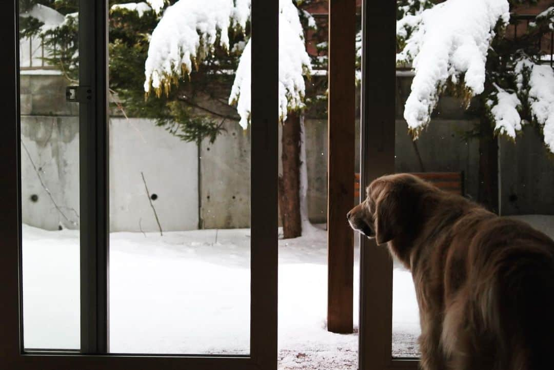 ともさんのインスタグラム写真 - (ともInstagram)「昨日に続き重い行きが降った札幌☃️ * 耳が痛くて眠れずテンションだだ下がりの息子を駅まで送ってきました🚙 * もう一浪かな… * そして、今日約6年単身赴任だった夫が転勤となり帰って来ます。なんで今日！？って話しなのですが、今日は私が選びました。多分1週間ほど猶予があったと思うのですが、試験数日前って言うのもアレだし、今日の試験が終わったら、後期試験があるし…それならもう試験日の方が。という事です💧 * でも、ほんと何故この時期… 来月じゃダメなの💧？卒業式を控えてる子供がいる家庭だってあるだろうに、もう少し家族の事を考えて欲しいわ〜😣 * #とーま19歳　#外耳炎　#バタバタ続き　#荷物到着は明後日　#単身赴任終わりの日　#楽になるのか　#大変になるのか　#今年一年全く先が見えず　#ゴールデンレトリバー　#こーる君12歳 #goldenretriever」2月25日 9時13分 - tomowithdog