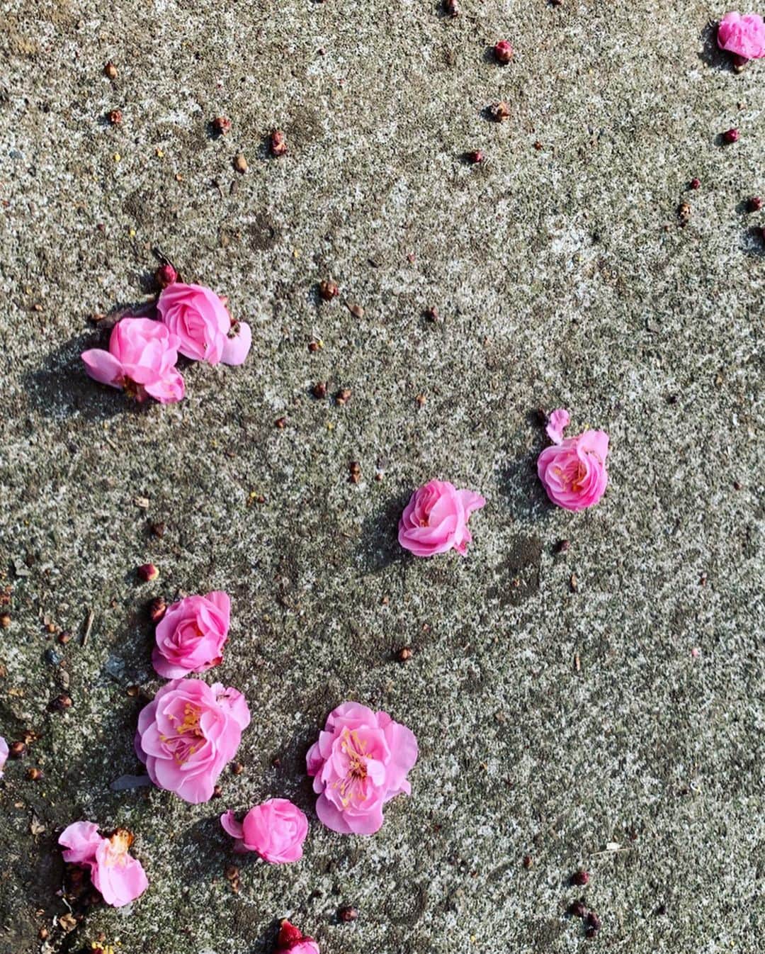 砂賀美希さんのインスタグラム写真 - (砂賀美希Instagram)「#三寒四温 小さな春をたくさん見つけた連休。 みんなかわいい…季節がめぐるね☺️ ・ ・  #littlespring #omotesando #tokyo #flowers #detox #rosemary #isabelmarant #lifeisbeautiful #organic #mothernature #tinyhappiness #雨水 #新月 #花のある生活 #ラナンキュラス」2月25日 9時45分 - kimiganasu