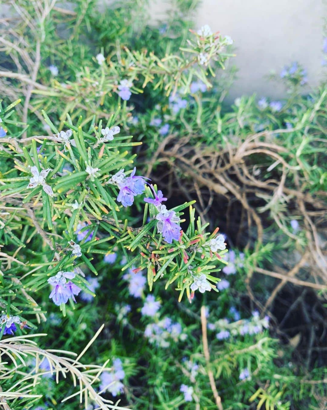砂賀美希のインスタグラム