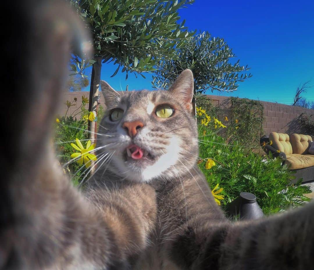 マニーのインスタグラム：「🌮👅🤳🐈」