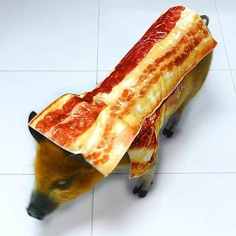 Jamonのインスタグラム：「As a bacon when was a kid to show what are you eating... and shouldn’t  #carnajamon  #jamonthepig #pig #pigs #pet #pets #petsofinstagram #petstagram #pigstagram #pigsofinstagram #petsnotfood」