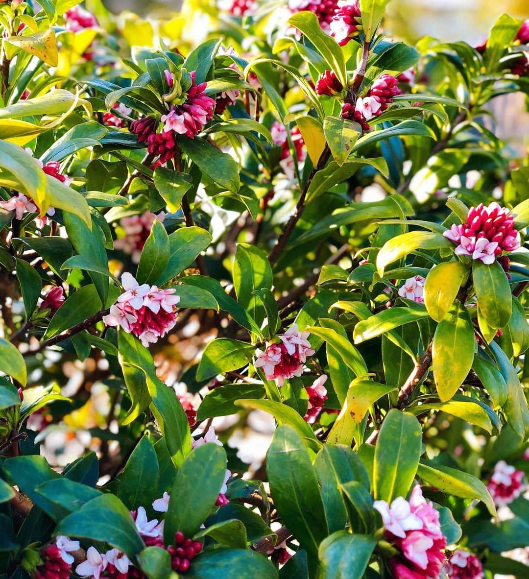 内山理名さんのインスタグラム写真 - (内山理名Instagram)「𝐷𝑎𝑝ℎ𝑛𝑒 𝑜𝑑𝑜𝑟𝑎..🧜🏻‍♀️ ・ 好きな香り　沈丁花。　小さく控えめな花なのに甘く強い香り。 花言葉に　『栄光』『永遠』があります。 ・ #daphneodora  #沈丁花」2月25日 10時37分 - rinauchiyama_official