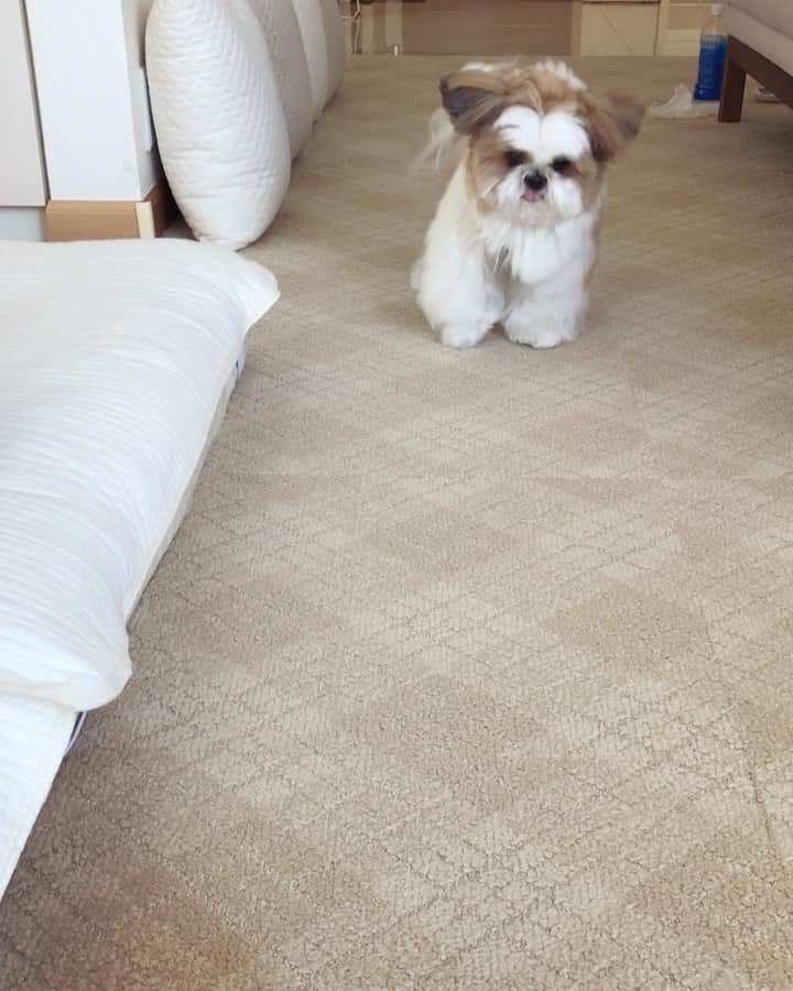 水嶋はちのインスタグラム：「🐶&🐶 * * ドアチャイムに救われた朝🐶🐶 今朝はそこそこ勇敢なボクです🐶👍 * * はちを見ていると、心が癒されたり、あるいは、心が穏やかになったり、気持ちが前向きになっていきます😊💛 * * ⚠️音声に玄関呼出音があります⚠️ * * #はち #HACHI #シーズー大好き部 #やっぱり吠えません #背筋が伸びるところ気づいてほしい」