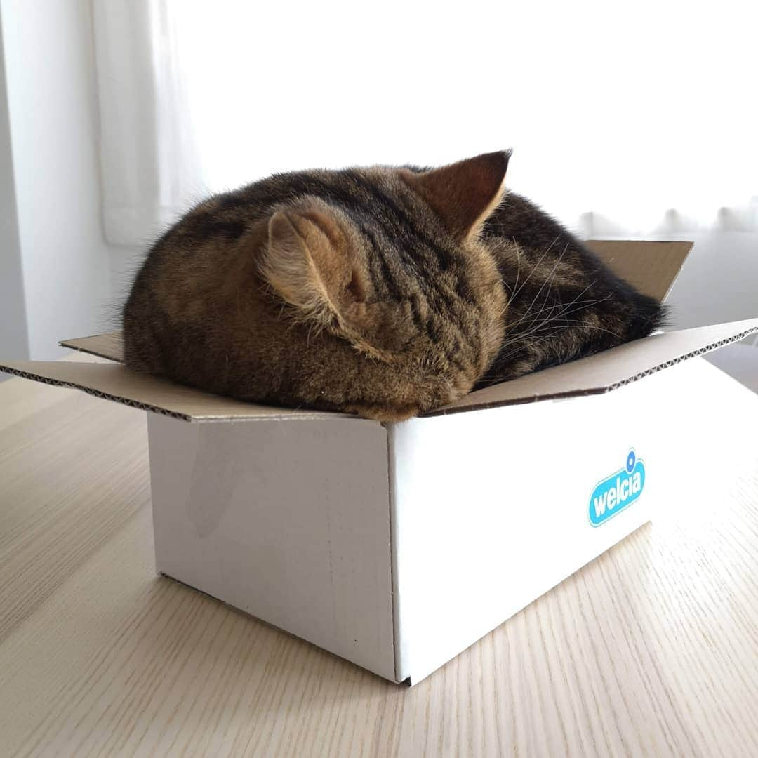 寅次郎（とらちゃん）さんのインスタグラム写真 - (寅次郎（とらちゃん）Instagram)「☆ nap in a small box . 昨日の続き😹 入ってそのまま寝ちゃったにゃ💤 . ①ほとんど動かない動画😅 #ねんねこ祭2020 . .」2月25日 10時54分 - torachanthecat