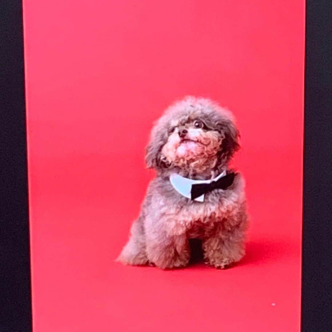のインスタグラム：「Happy happy birthday my lovely dog Mojooooo☺️🎉🍰 かわいいね〜😍」