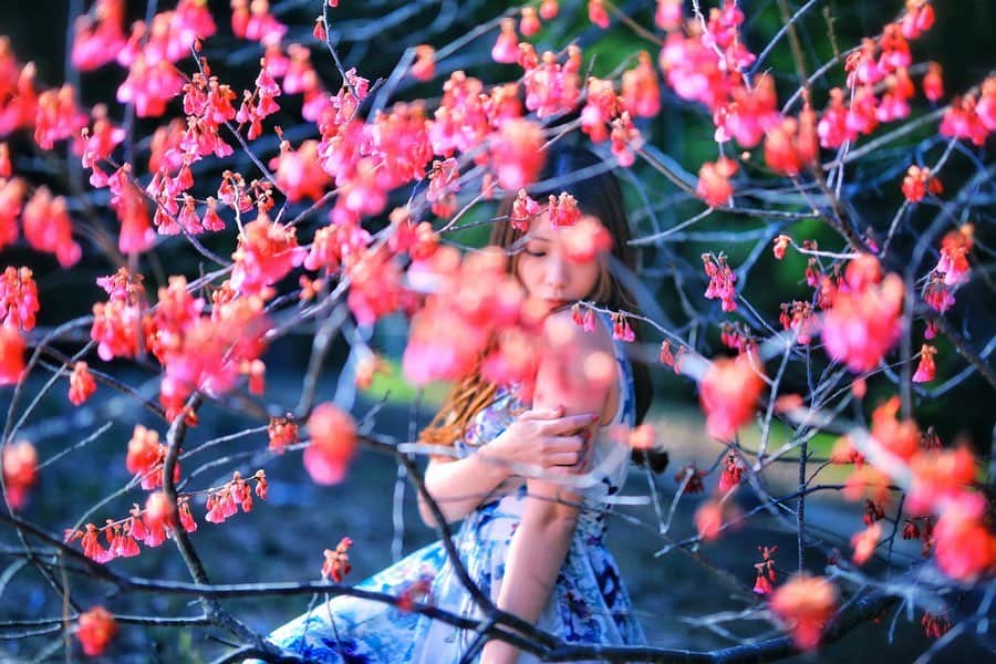 舘林佳史さんのインスタグラム写真 - (舘林佳史Instagram)「桜🌸では有りませんんが😅💦﻿ ﻿ 鮮やかなピンクの花が咲いていたので作品撮りしてきました🥰﻿ ﻿ なんの花か教えてください😅✨﻿ ﻿ モデルは御殿場在住静岡神奈川東京を拠点に活動するポートレートモデルMaikoちゃんです💕﻿ ﻿ @maiko_hishatai﻿ ﻿ 個撮受け付け中です🥰❣️﻿ ﻿ ༝༚┈❁┈༚༝༝༚┈❁┈༚༝༝༚┈❁┈༚༝༝༚┈❁┈﻿ ﻿ ◉ロケーション野外個人撮影について◉﻿ 全国の登録頂いているモデルさんと希望のスケジュールを合わせながら好きな日程や時間で個撮が楽しめます。﻿ モデルさんとゆっくり会話を楽しみながら緊張をほぐしてから表情を引き出して撮影して頂きたいと考えていますので基本の個撮時間を基本3時間15000円﻿ (1時間5000円)﻿ と大変リーズナブルな金額に設定させて頂きました。﻿ ﻿ ーーーーーーーーーーーーーーーーーー﻿ ◆撮影料金﻿ 個撮:1時間5000円﻿ 基本3時間より受付中！﻿ ⚫︎15000円(休憩時間移動込み)﻿ オプション﻿ ⚫︎水着：5000円﻿ ⚫︎下着:8000円 ﻿ ⚫︎2名以上参加 1人につきプラス10000円﻿ ﻿ ーーーーーーーーーーーーーーーーーー﻿ こんな悩みをお持ちのカメラマンに﻿ おススメです✨﻿ ーーーーーーーーーーーーーーーーーー﻿ ✅ポートレート撮影をやってみたいけどモデルモデルが見つからない。﻿ ✅モデルと一対一でポートレート撮影したい。﻿ ✅撮影会だと撮りたい構図の写真が撮れない。﻿ ✅モデル2人でツイン撮影したい。﻿ ✅友達のカメラマンと一緒にモデルを撮りたい。﻿ ✅モデルとメイクさんを呼んで作品作りをしたい。﻿ ✅スタジオで個撮したい。﻿ ✅海や山で撮影したい。﻿ ✅水着撮影したい。﻿ ✅仕事帰りに撮影したい。﻿ ✅夜景やネオンで撮りたい。﻿ ✅フォトコンにチャレンジしたい。﻿ ✅美容院スタイリストの作品作りコンテストモデル探しや撮影をしたい。カメラマンも探している。﻿ ✅プロのフォトグラファーを 目指している。﻿ ✅プロのカメラマンと同行してもらって勉強したい。﻿ ✅自分の都合の良い日や時間に合わせて撮影がしたい。﻿ ーーーーーーーーーーーーーーーーーー﻿ 個人撮影の依頼お問い合わせは以下の内容を記入しLINE  ID510661(舘林)﻿ かDM下さい📩﻿ ーーーーーーーーーーーーーーーーーー﻿ 件名《個撮モデル依頼》﻿ ⚫︎氏名:﻿ ⚫︎年齢:﻿ ⚫︎お住まい:﻿ ⚫︎連絡先:﻿ ⚫︎LINE ID:﻿ ⚫︎カメラ歴: 年﻿ ⚫︎希望モデル名:﻿ ⚫︎希望日:﻿ ⚫︎希望時間:﻿ ⚫︎希望集合場所:  駅や施設名﻿ ⚫︎希望撮影地: 湘南  鎌倉 横浜 ○○公園 等﻿ ⚫︎移動手段: 徒歩  車﻿ ⚫︎希望衣装: ドレス・ロングスカート・ミニスカート・ワンピース・普段着・カジュアル・ショーパン・お任せ・着物・水着その他﻿ ⚫︎衣装(モデルさんに持って来て欲しい・自分で用意したい)﻿ ﻿ ーーーーーーーーーーーーーーーーーー﻿ #日本平﻿ #静岡﻿ #花の季節﻿ #開花予報﻿ #作品作り﻿ #花と私﻿ #ポートレートモデル﻿ #モデル﻿ #ポトレモデル﻿ #撮影会﻿ #撮影会モデル﻿ #撮影会イベント ﻿ #写真集﻿ #グラビアモデル﻿ #モデルデビュー﻿ #モデル募集﻿ #美人すぎる﻿ #撮影依頼﻿ #被写体モデル ﻿ #カメラが好き ﻿ #インスタ映え﻿ #ストロビスト﻿ #シューティング﻿ #撮影依頼募集中﻿ #ポートレート撮影﻿ #セクシーショット﻿ #ポートレートモデル募集 ﻿ #ファインダー越しの私の世界﻿ #ドラマティックストーリーフォト﻿ #AilinQ」2月25日 11時21分 - tatephotox